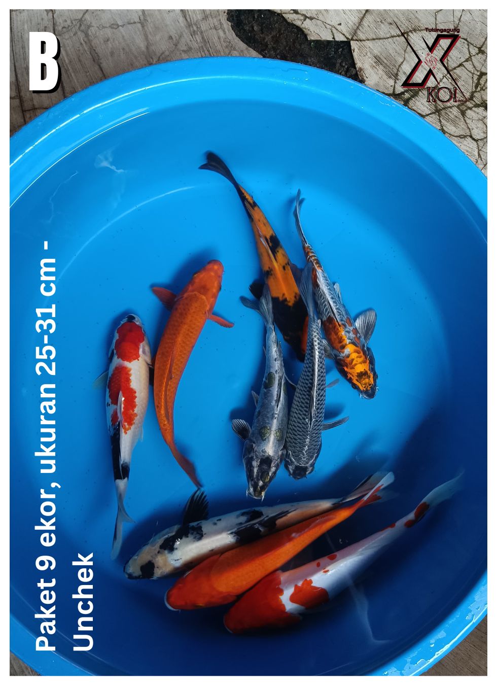 PAKET 9 EKOR, UKURAN 25-31cm