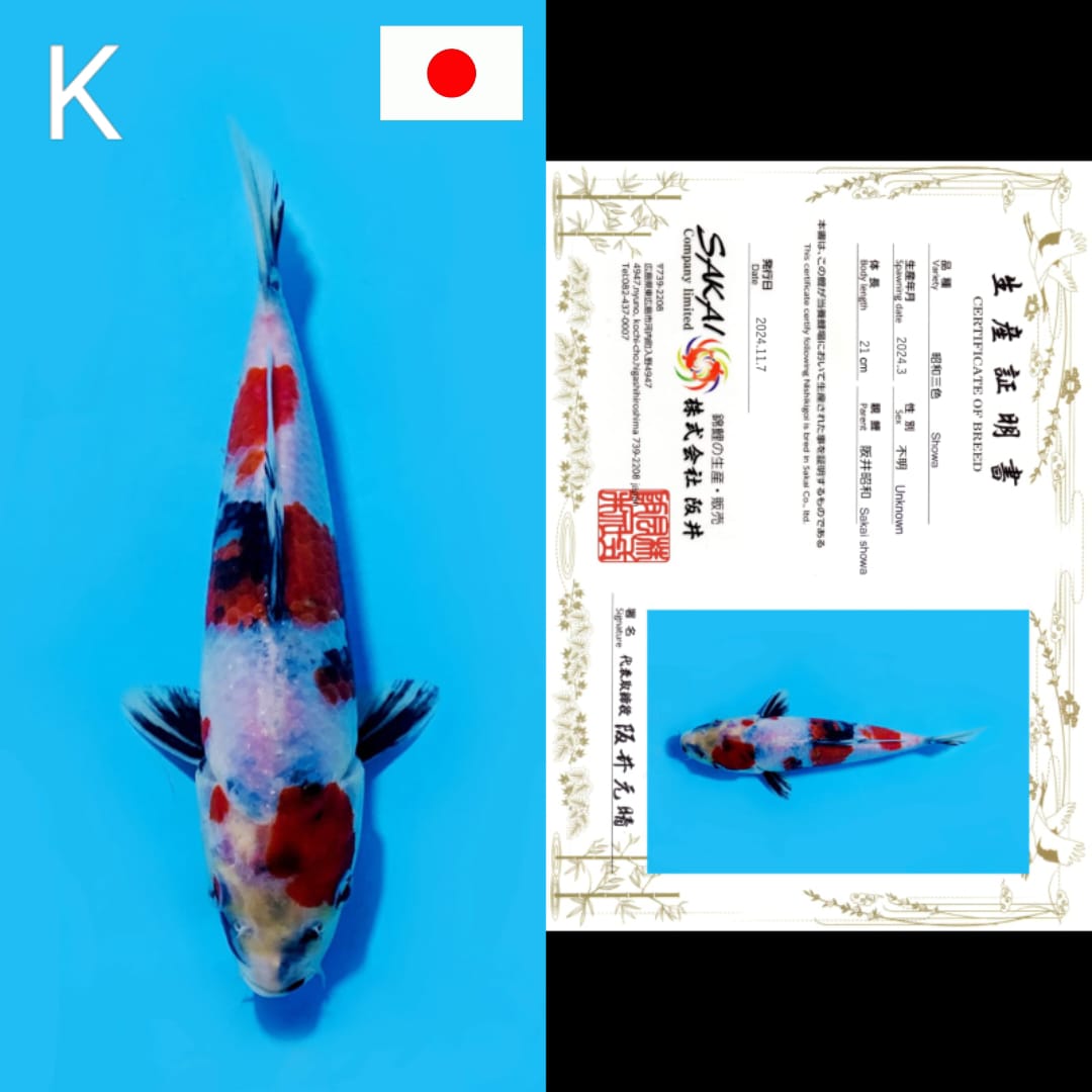 SHOWA SISIK SAKAI FARM 21cm