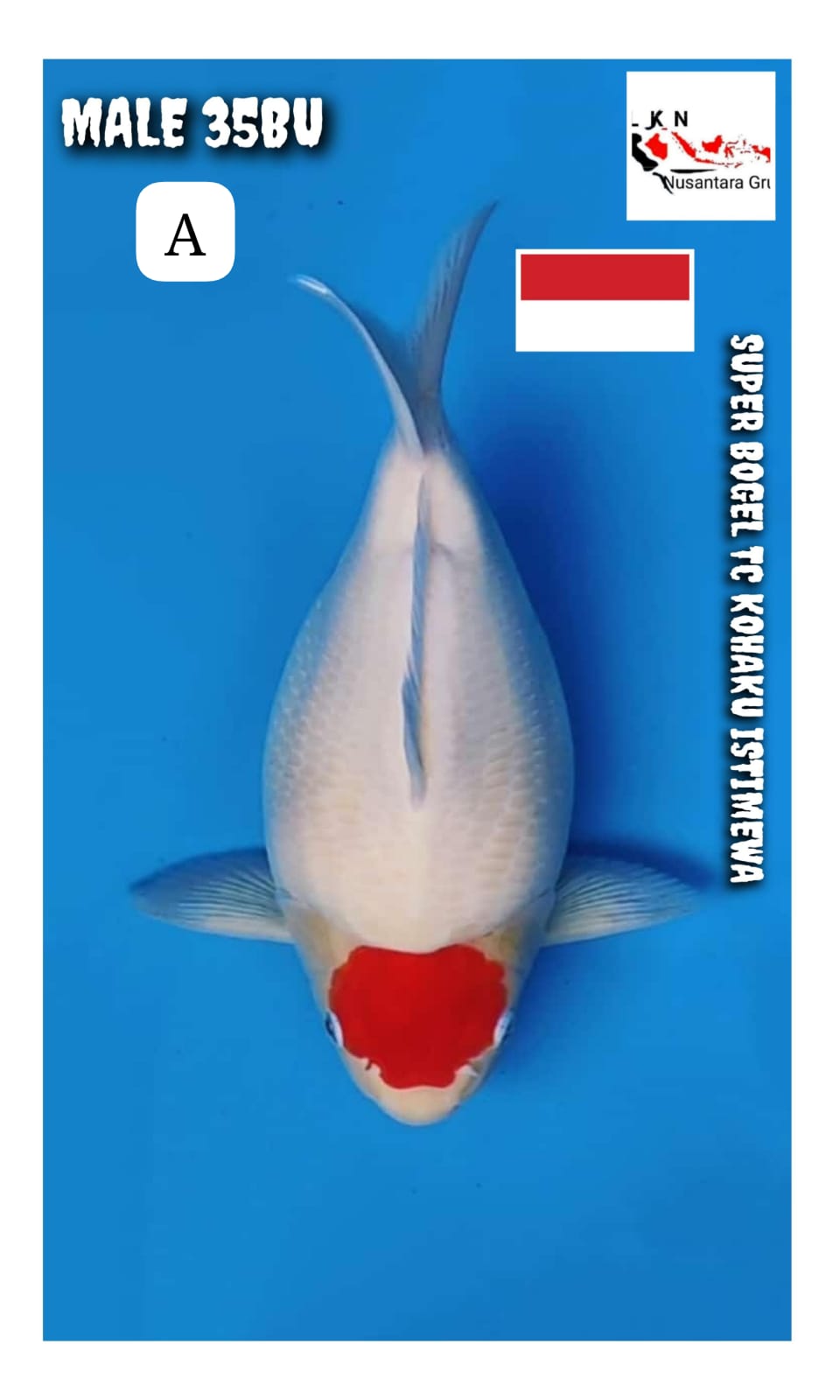 SUPER BOGEL THANCO KOHAKU ISTIMEWA LOKASI MADIUN 35BU 34cm