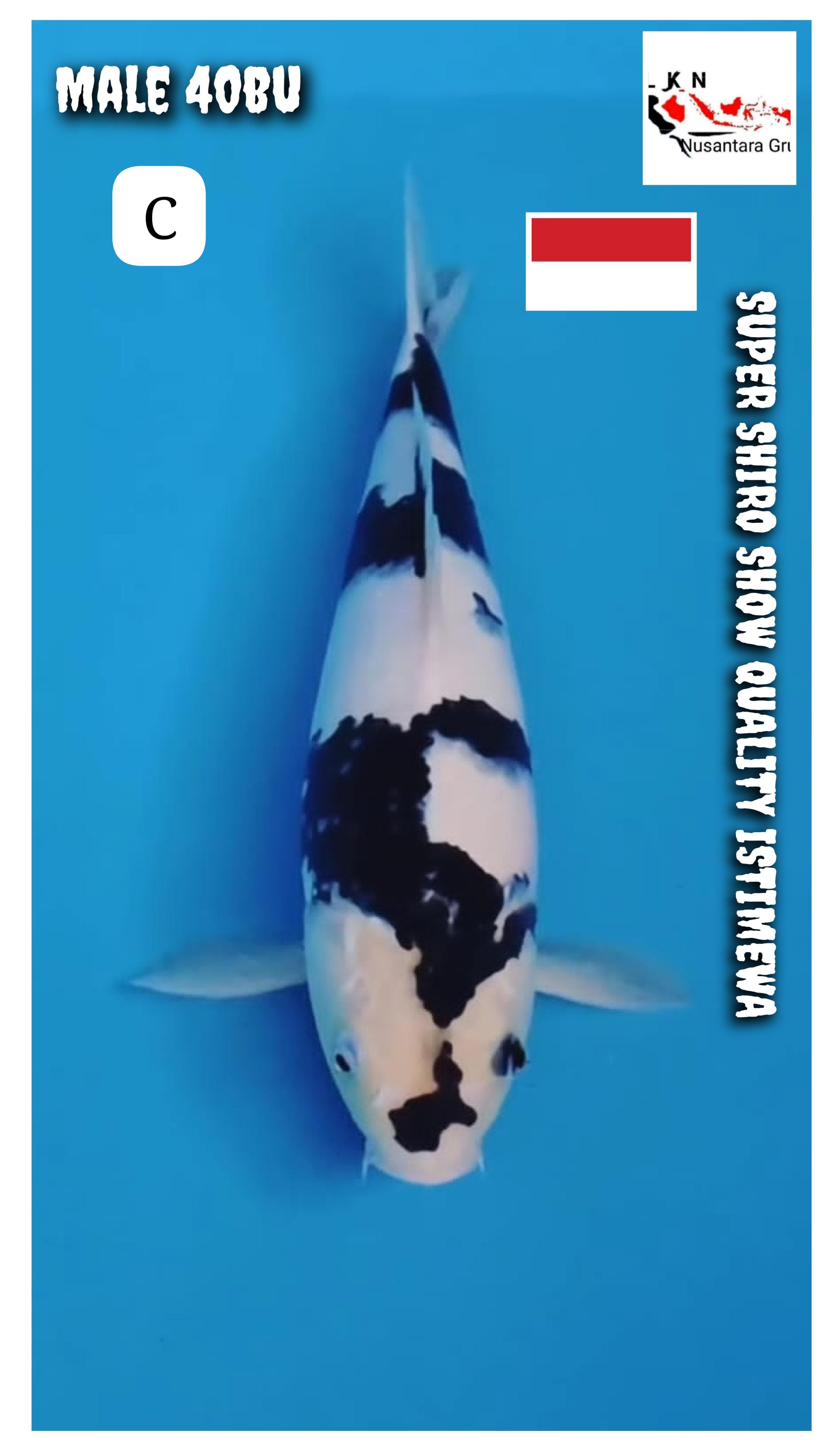 SUPER SHIRO UTSURI MALE SHOW QUALITY ISTIMEWA LOKASI MADIUN 40BU 39cm