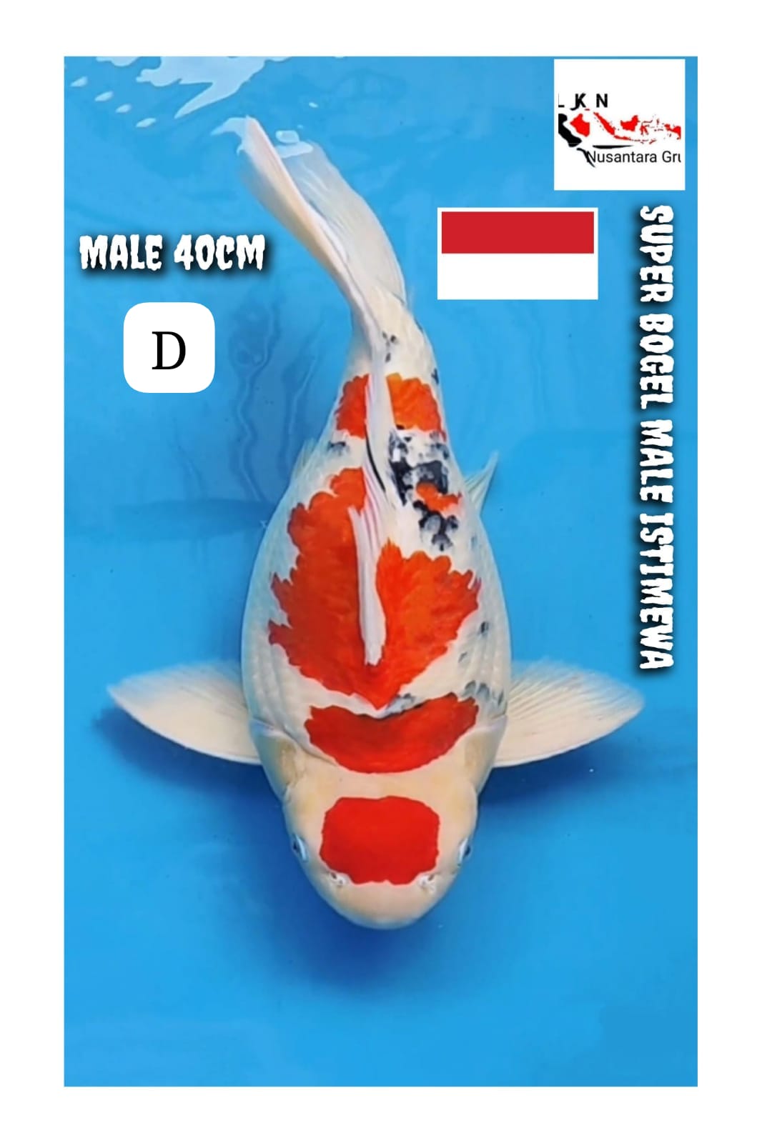 SUPER BOGEL MALE MARUTEN SHANKE ISTIMEWA LOKASI MADIUN 40cm
