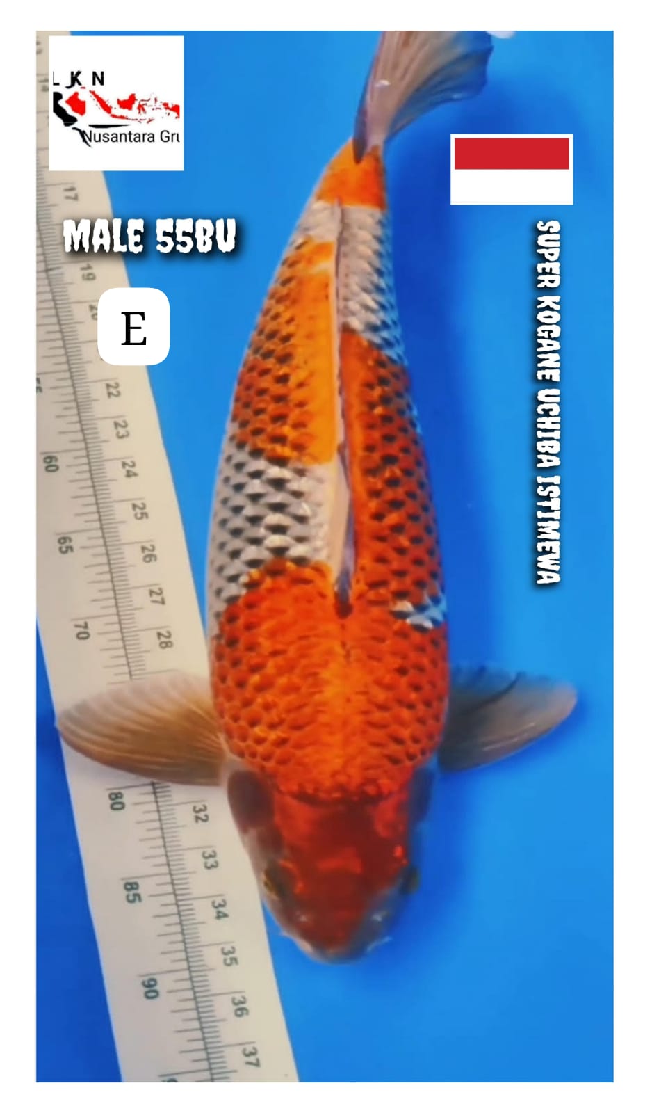 SUPER KOGANE UCHIBA IKAN KELAS SULTAN MALE LOKASI MADIUN 55BU 54cm