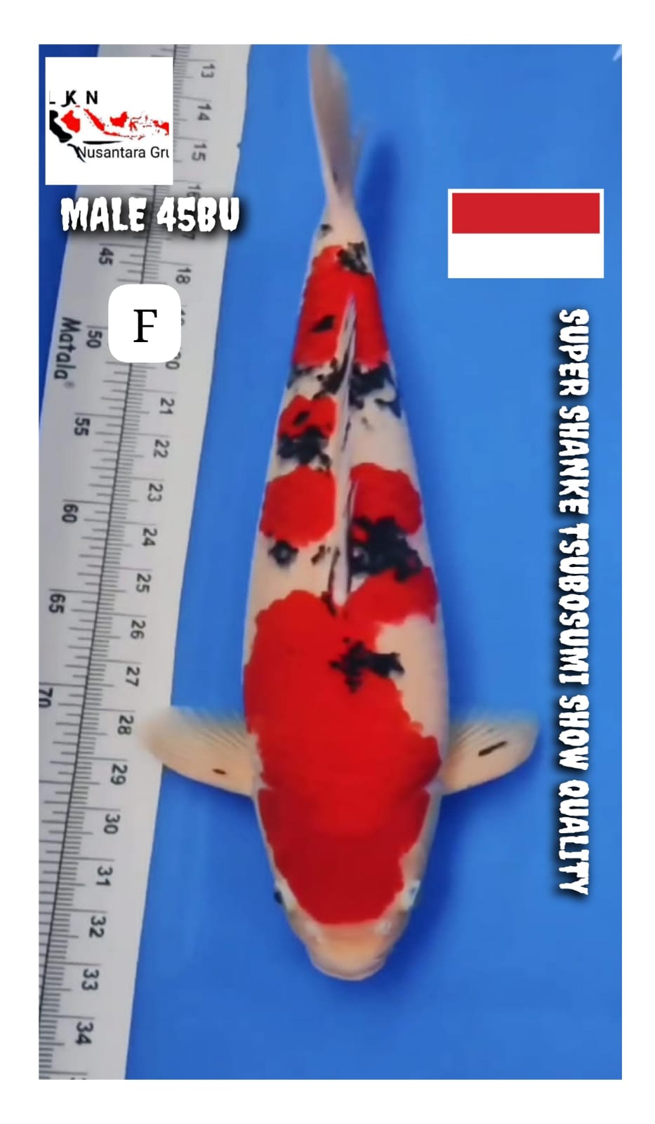SUPER SHANKE TSUBISUMI MALE SQ ISTIMEWA IKAN KELAS SULTAN LOKASI MADIUN 45BU 44cm