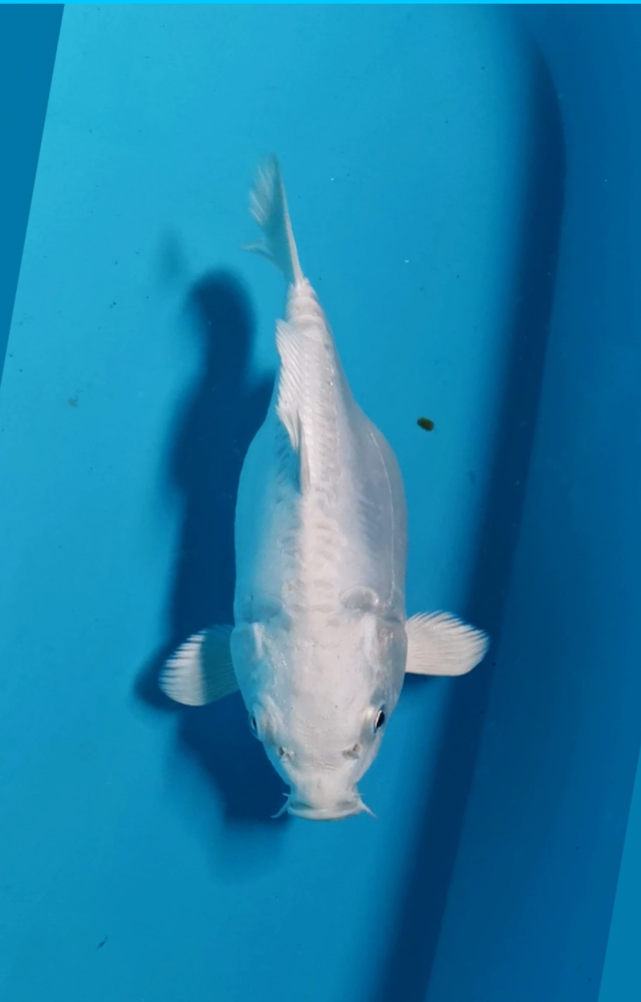 SB PLATINUM DOITSU MURNI 23cm