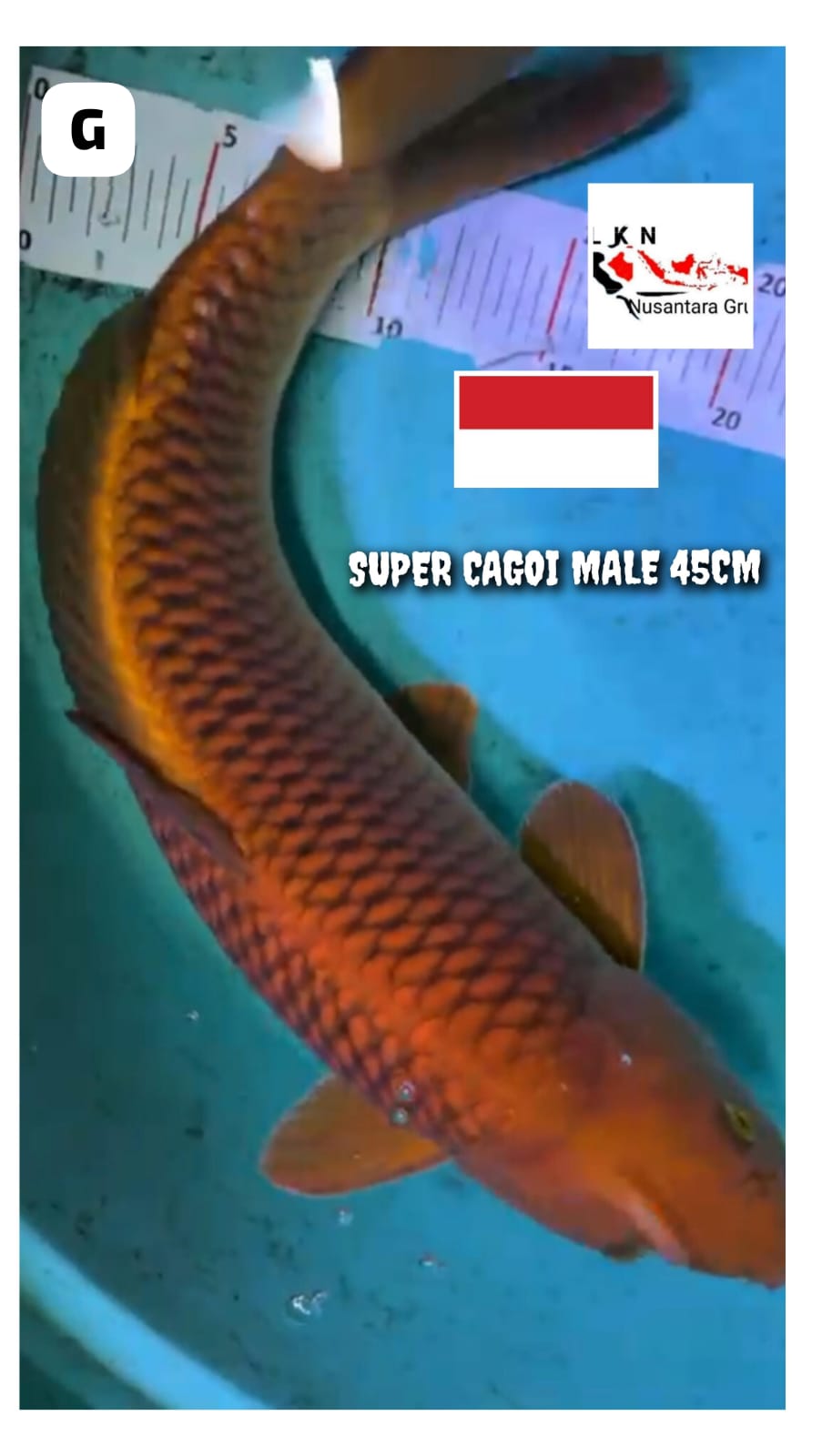 SUPER CAGOI TEMBAGA MALE ISTIMEWA LOKASI BKC 45cm