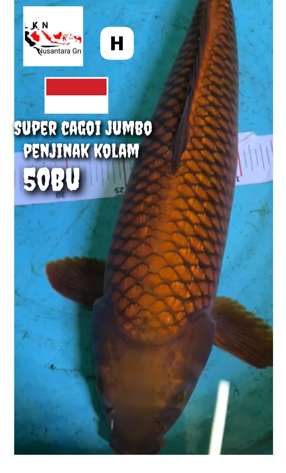 SUPER CAGOI TEMBAGA JUMBOBULDOZER ISTIMEWA LOKASI BKC 50BU 49cm