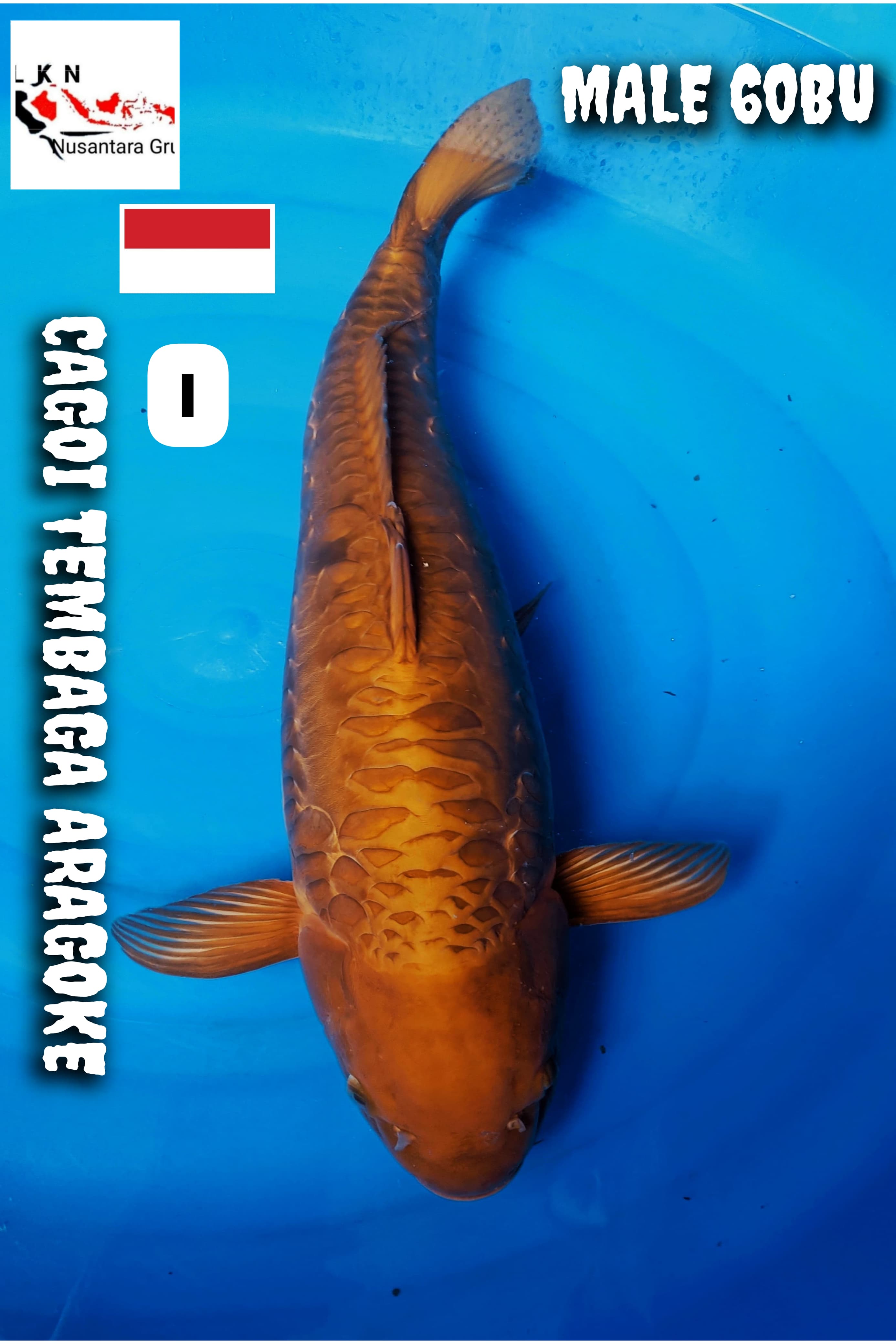 SUPER CAGOI ARAGOKE MALE 60BU ISTIMEWA LOKASI MADIUN 60BU 59cm