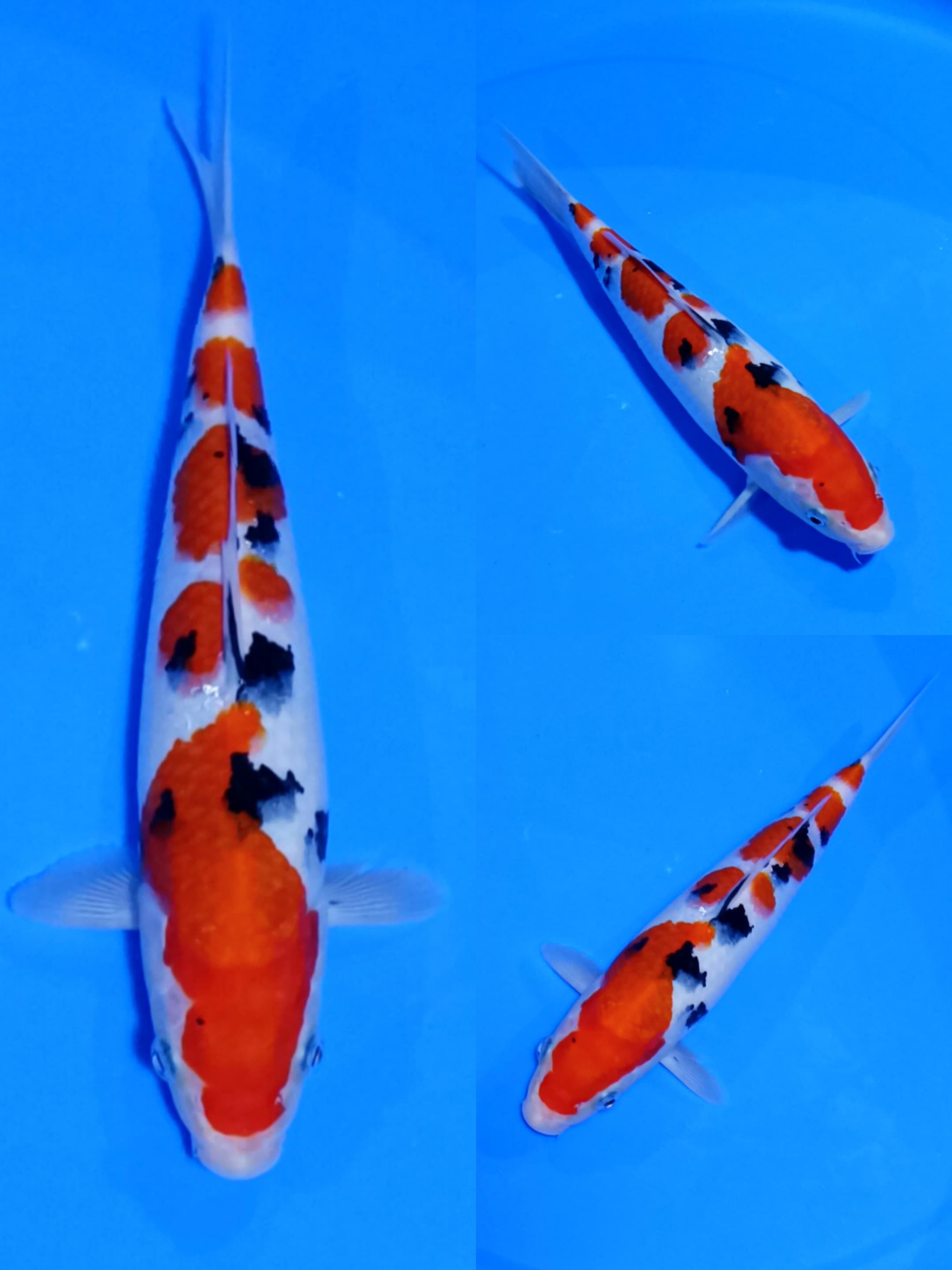 SANKE 28cm