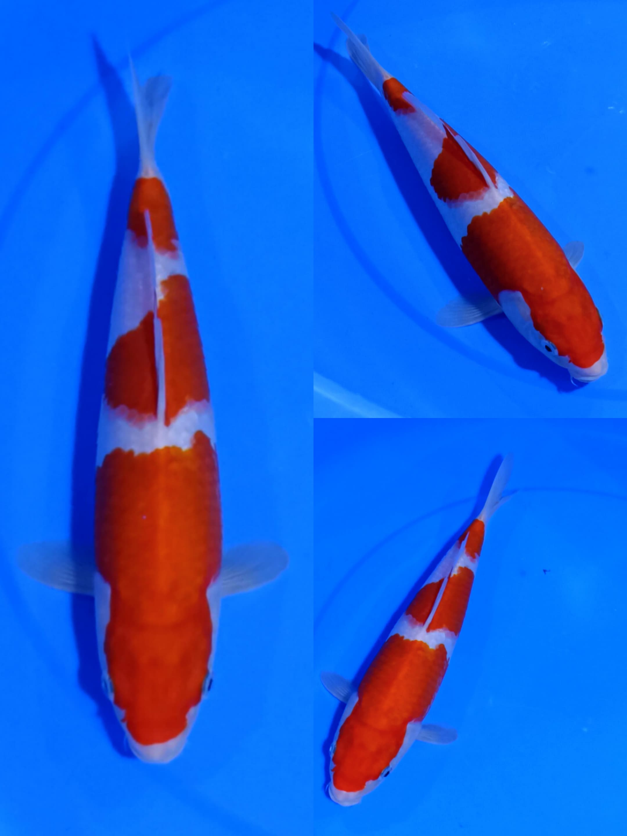 KOHAKU 30cm