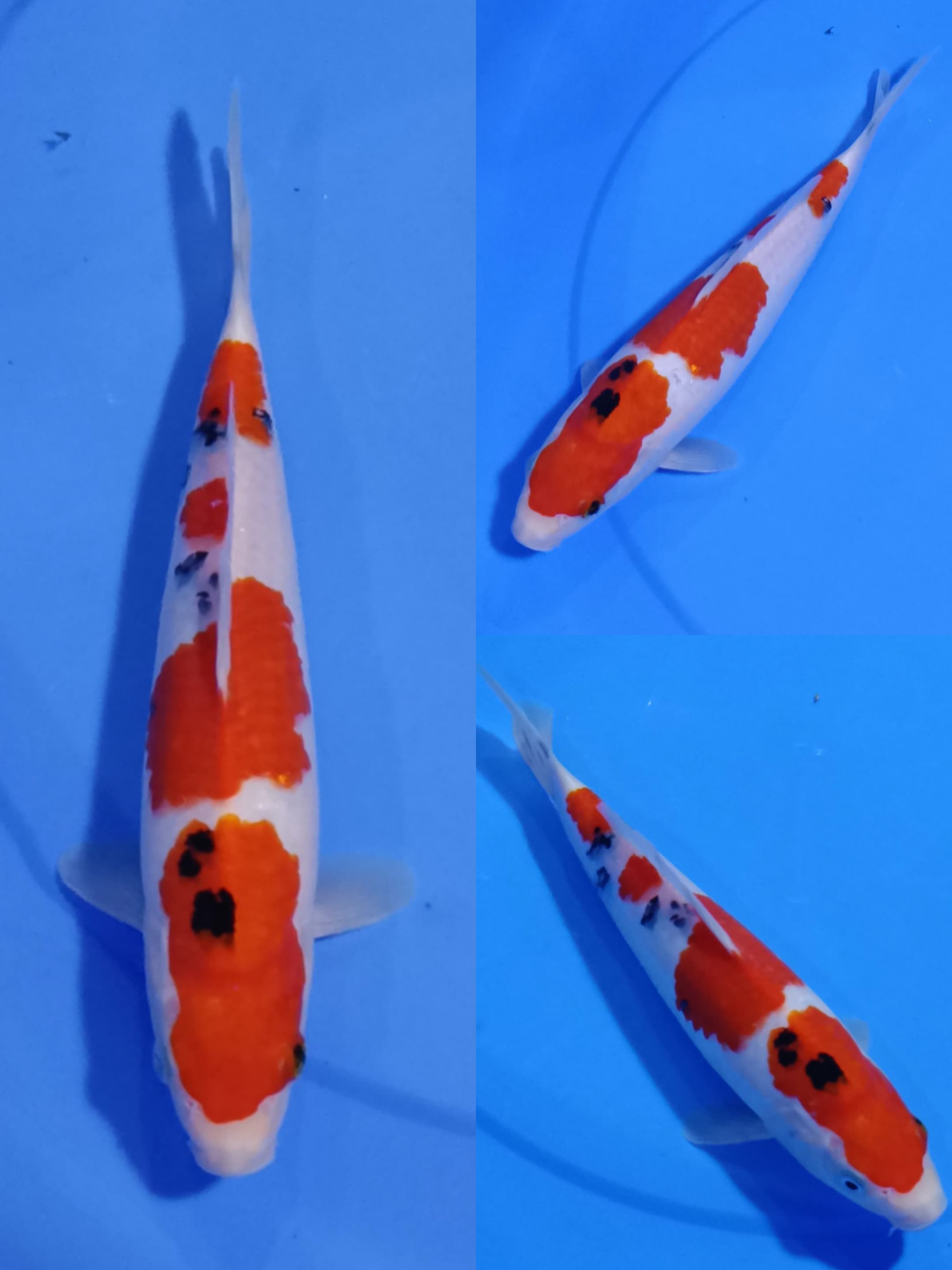 SANKE 28cm
