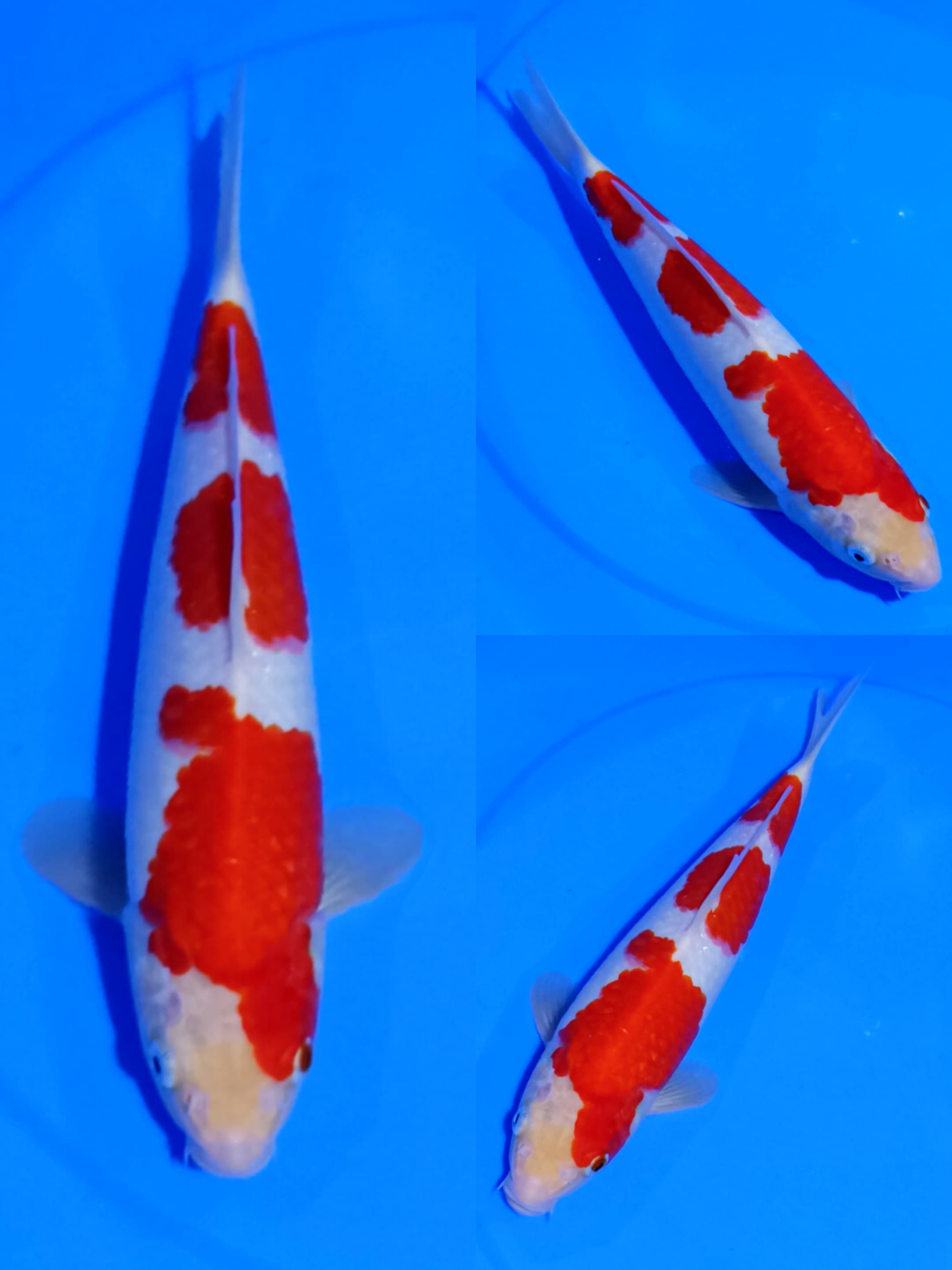 KOHAKU 32cm