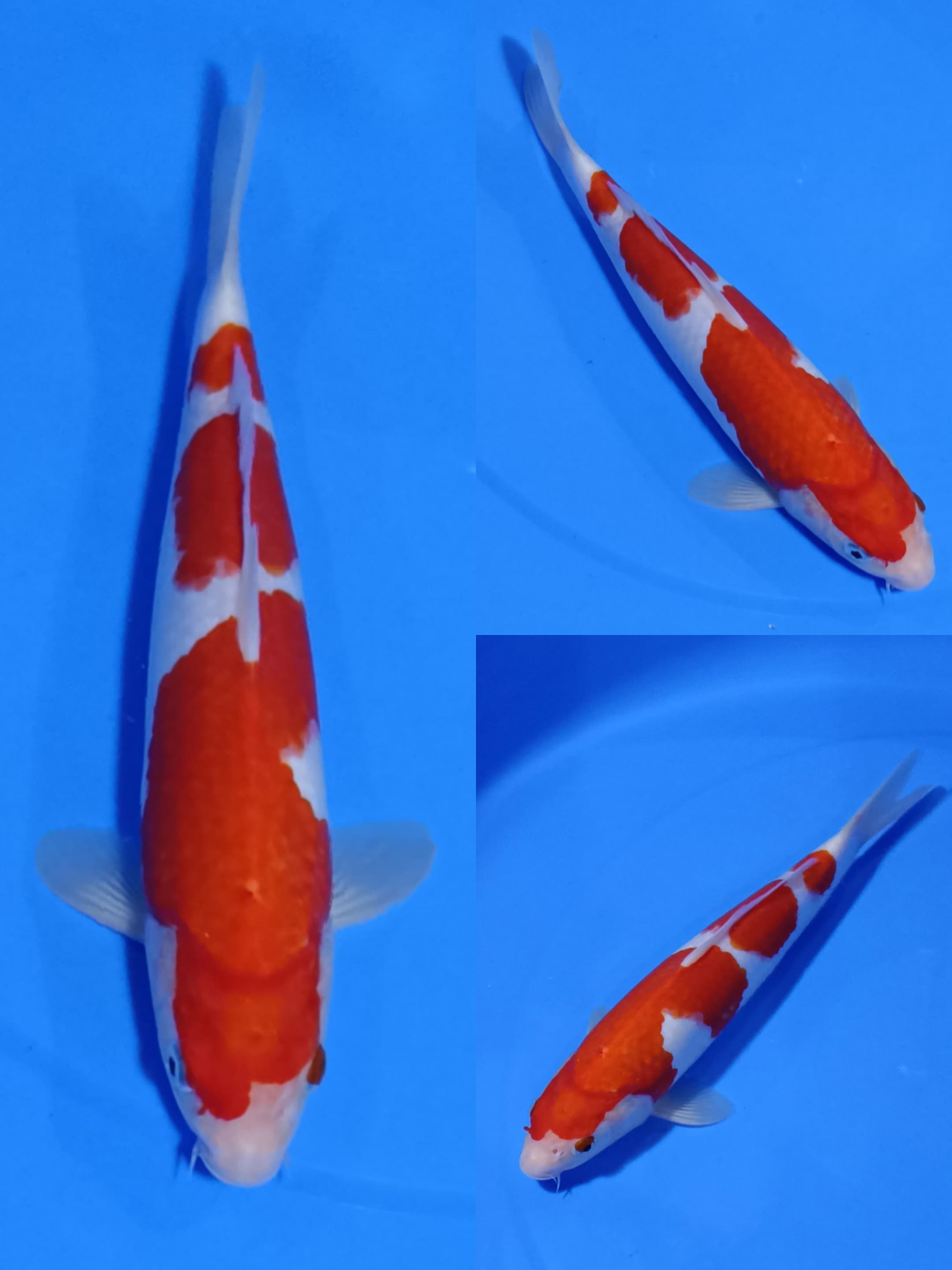 KOHAKU 30cm
