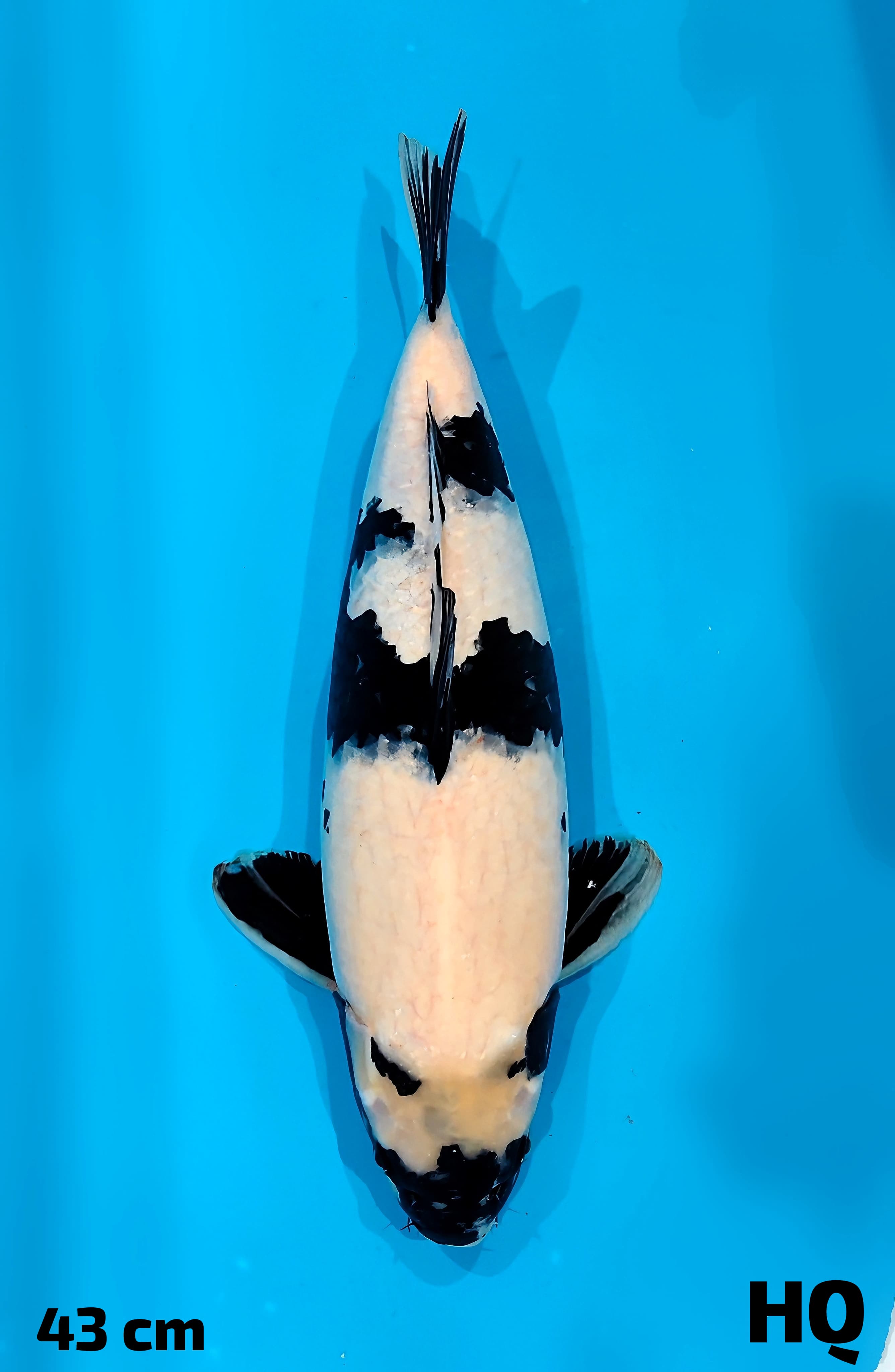 SHIRO HQ 43cm