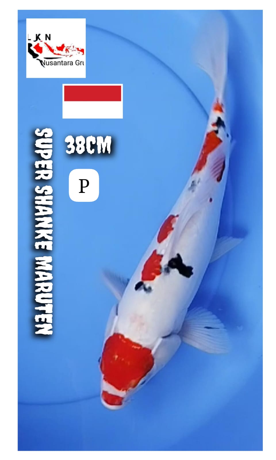 SUPER SHANKE MARUTEN LOKASI PASURUAN 38cm