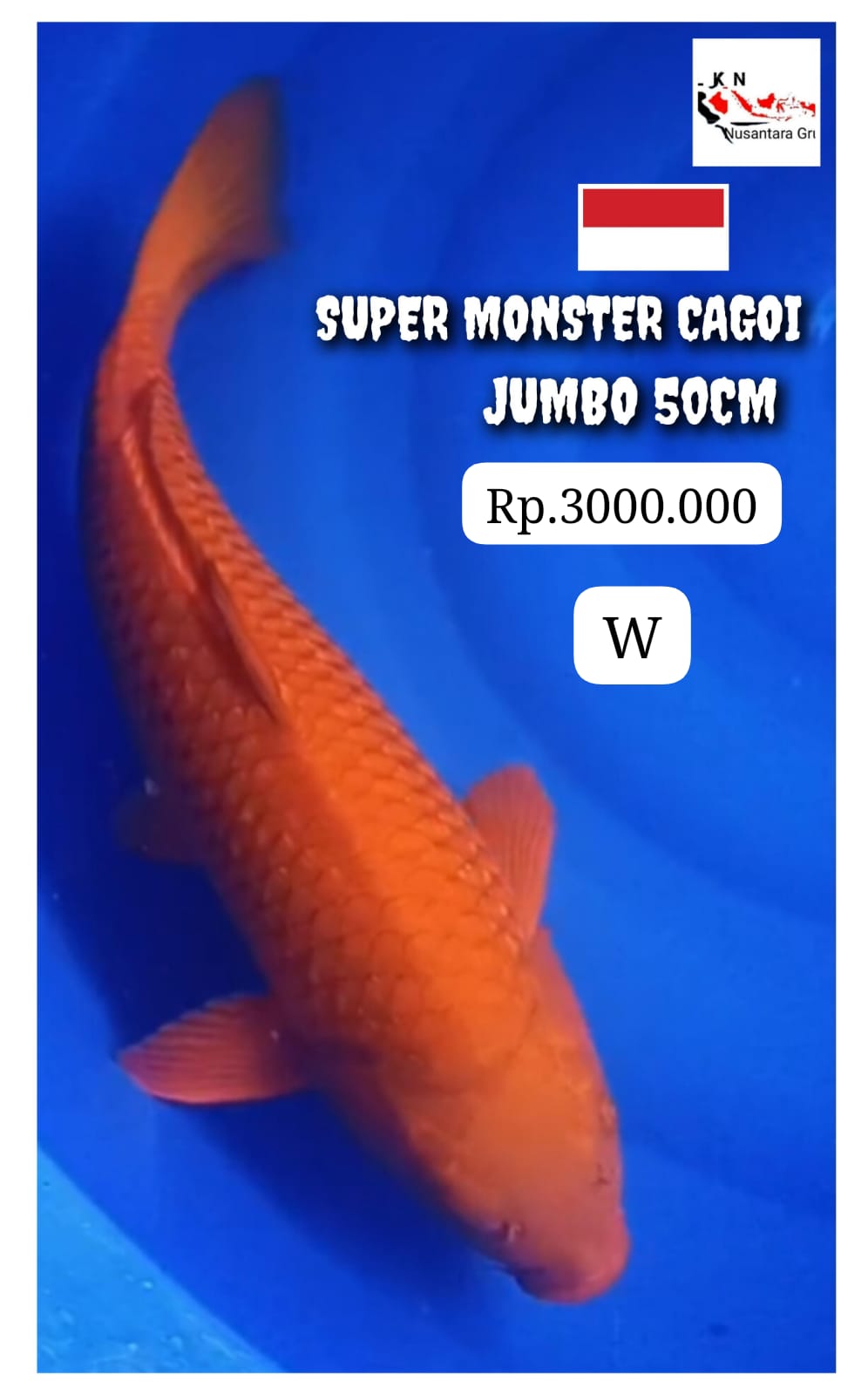 SUPER MONSTER CAGOI BODY BADAK JUMBO ISTIMEWA 50cm