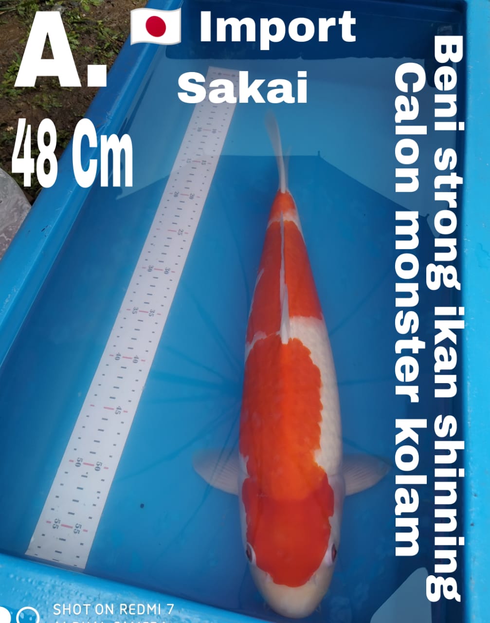 IMPORT SAKAI KOHAKU IDAMAN KOLAM 48cm