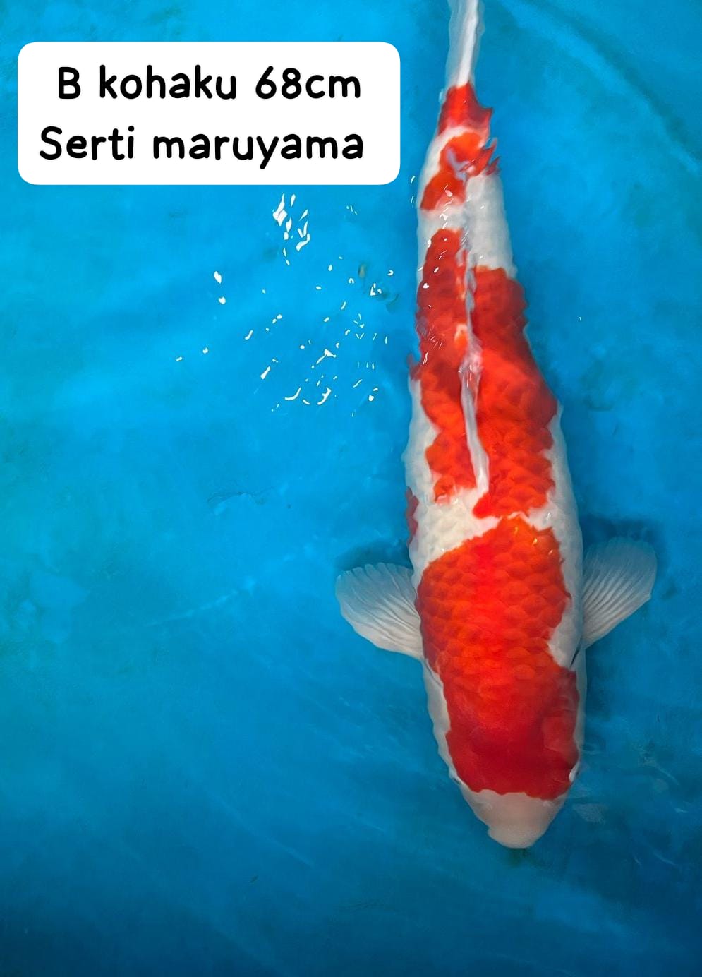 KOHAKU SERTIFIKATMARUYAMA 68cm
