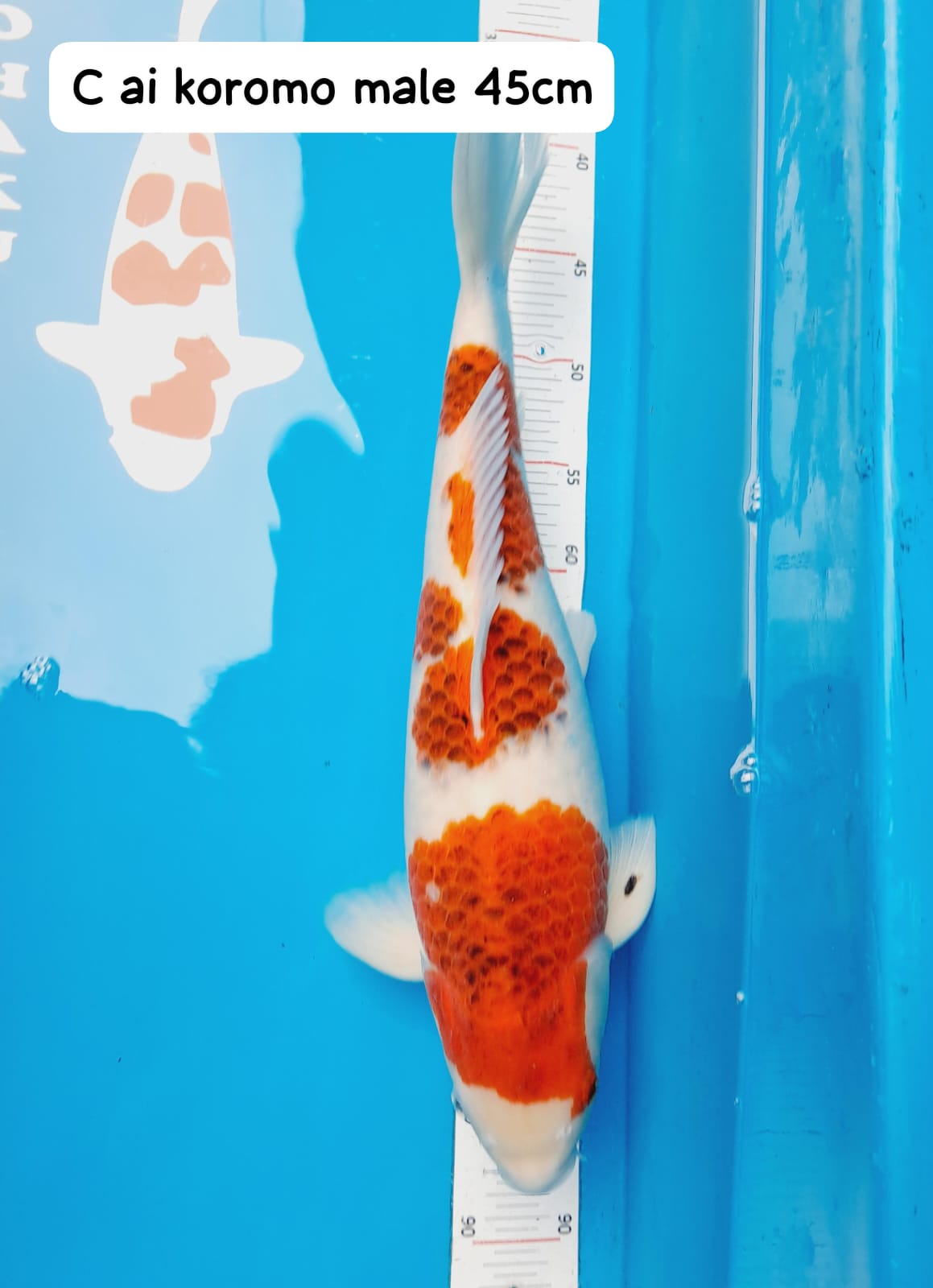 AI KOROMO 45cm