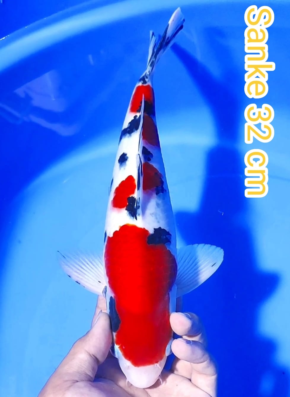 TAISO SANSHOKU 32cm