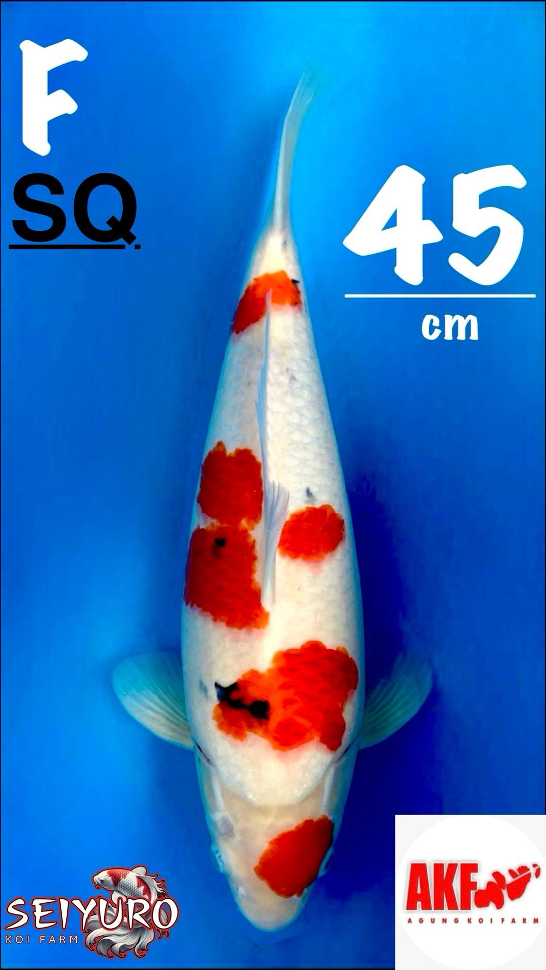 SQ SANKE SAKURA NICE PATTERNBULKY BERPUNUK TINGGI BY AKF 45cm