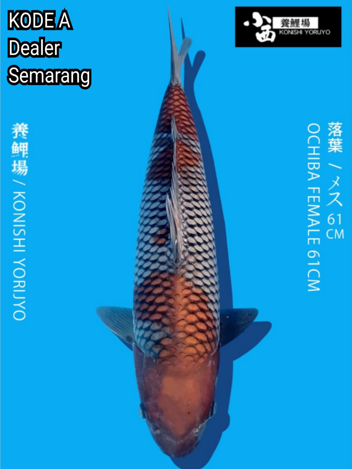 OCHIBA KONISHI YORIJYO 61cm