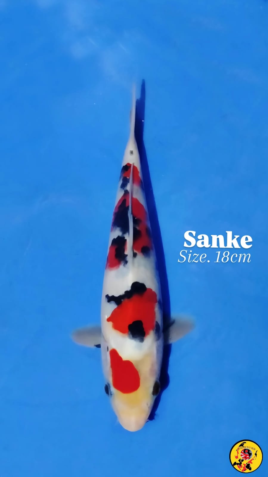 SANKE SUPER QUALITY 18cm