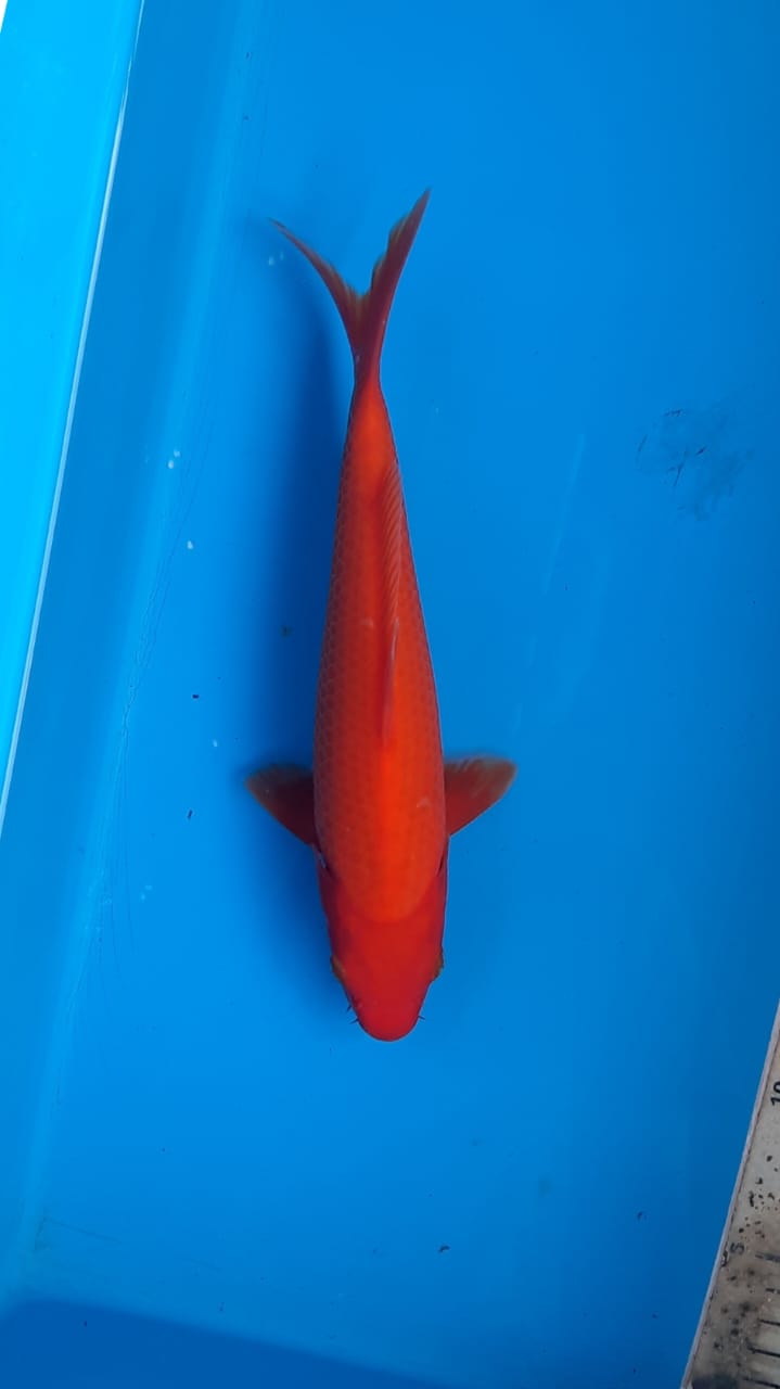 BENIGOI 23cm