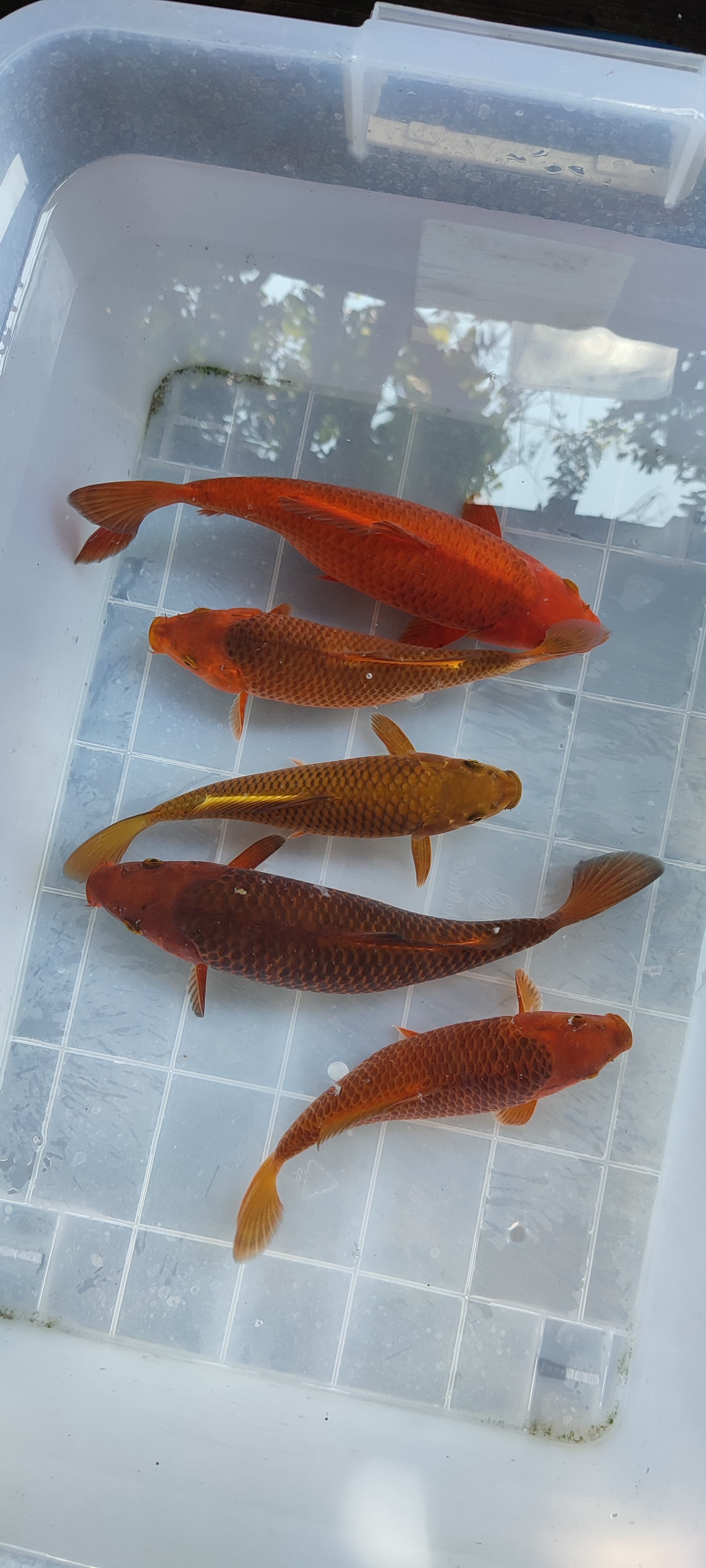 CHAGOI X KARAMEL 2024cm