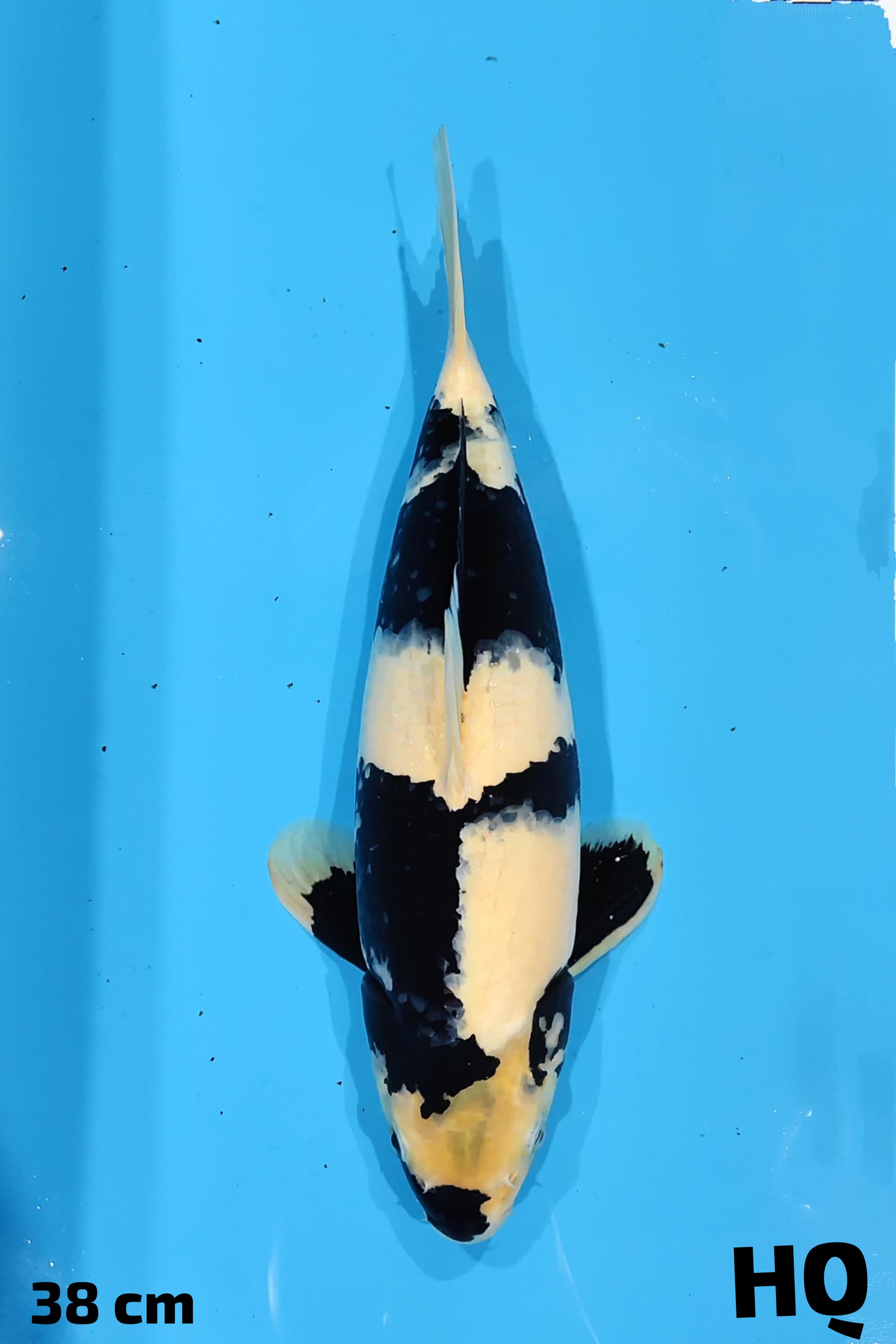 SHIRO HQ 38cm