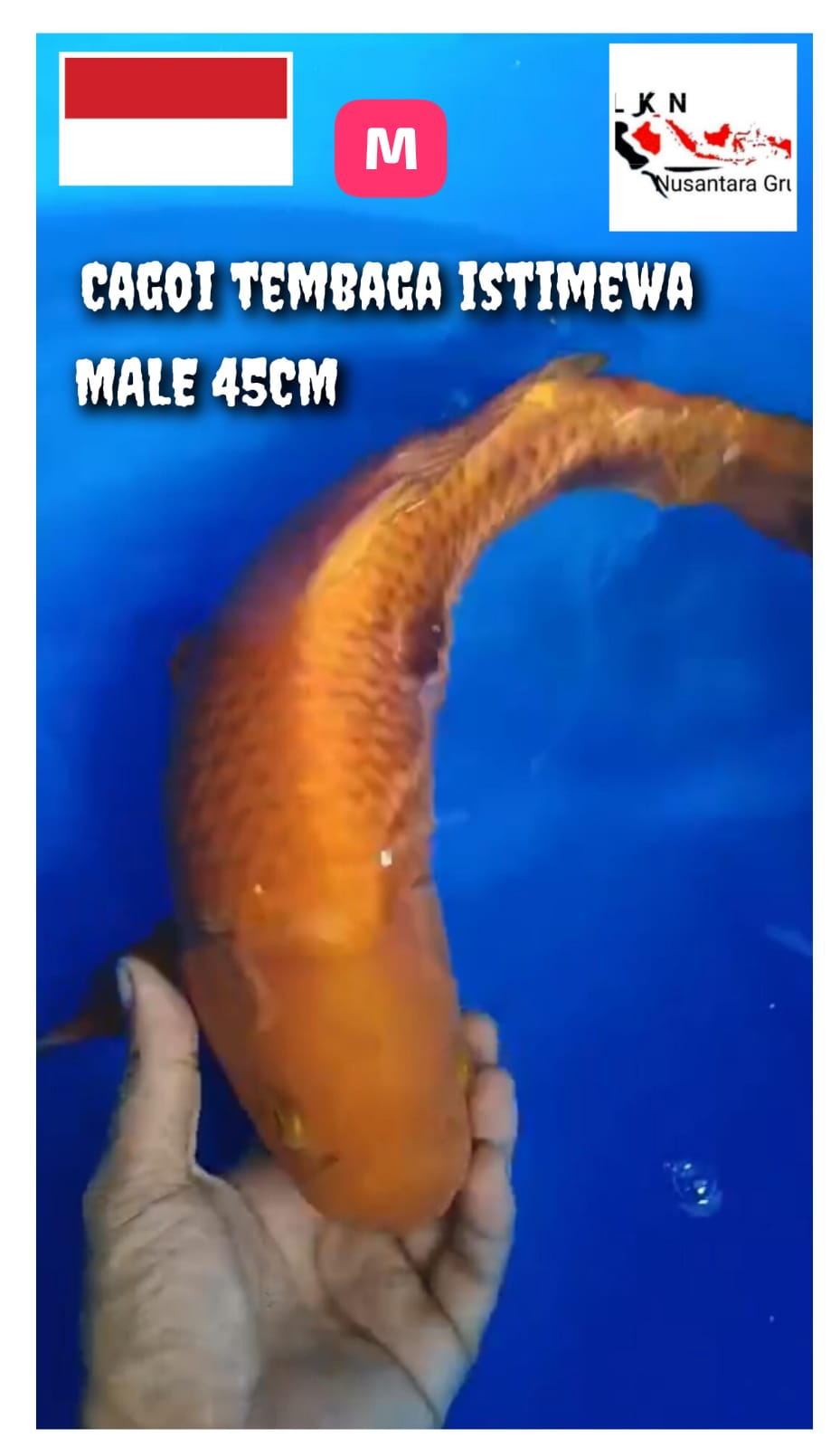CAGOI TEMBAGA MALE JUMBO BODY ISTIMEWA LOKASI BKC 45cm