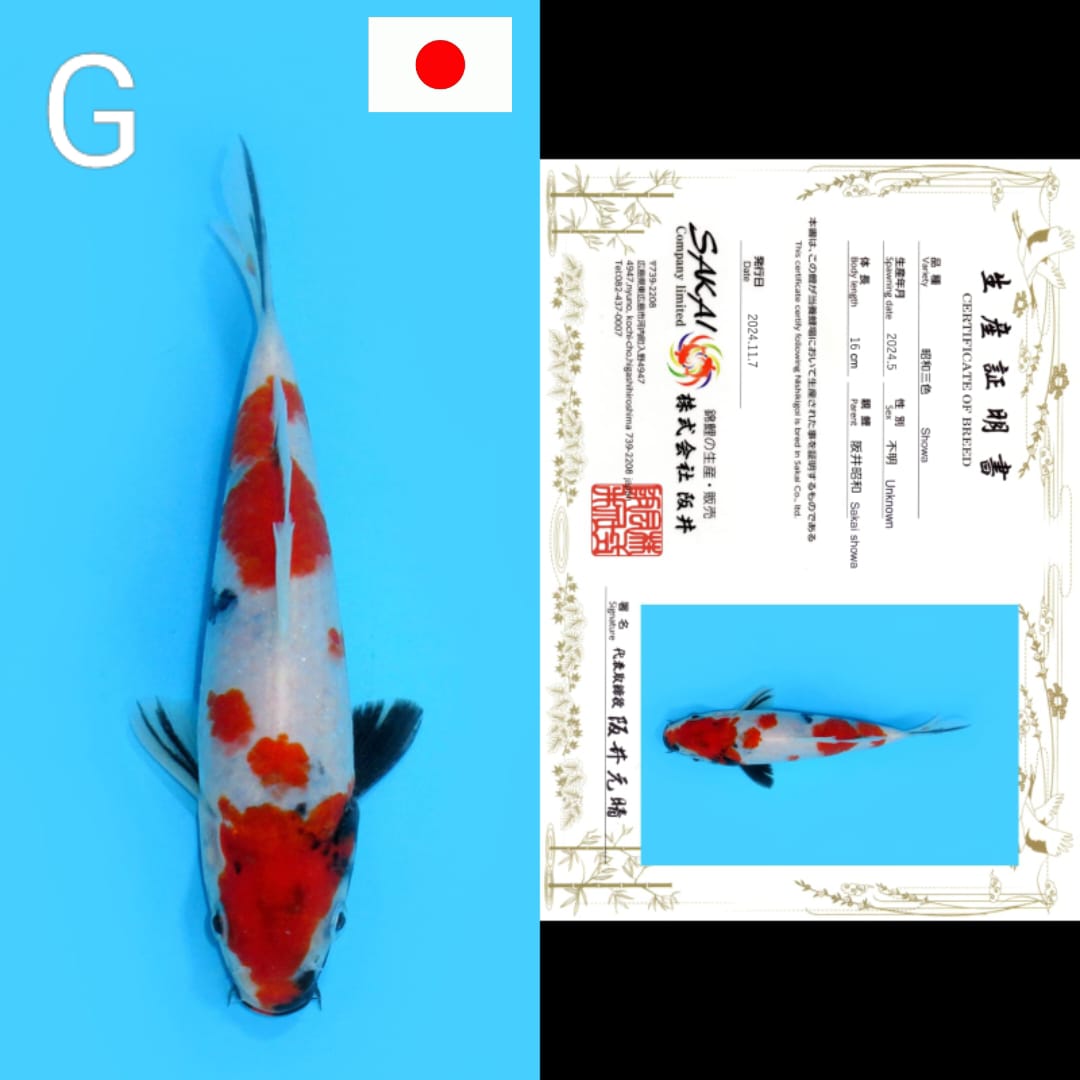 SHOWA SAKAI 16cm