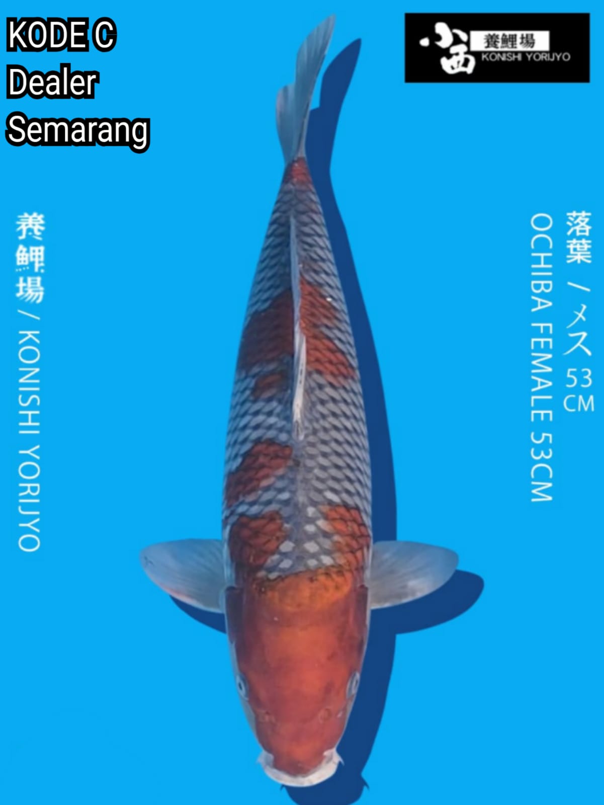 OCHIBA KONISHI YORIJYO 53cm