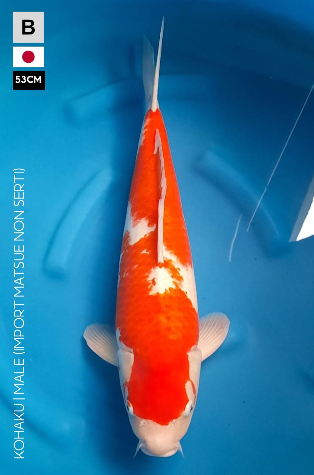 KOHAKU IMPORT 53cm