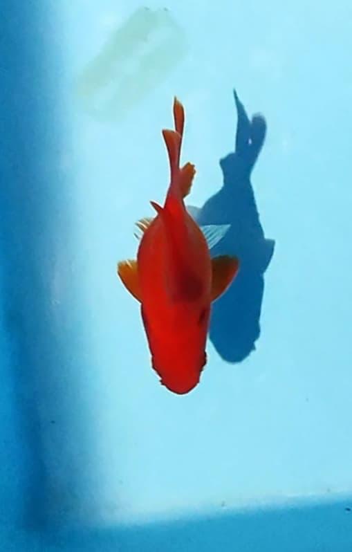 TAMASABA RED 8cm