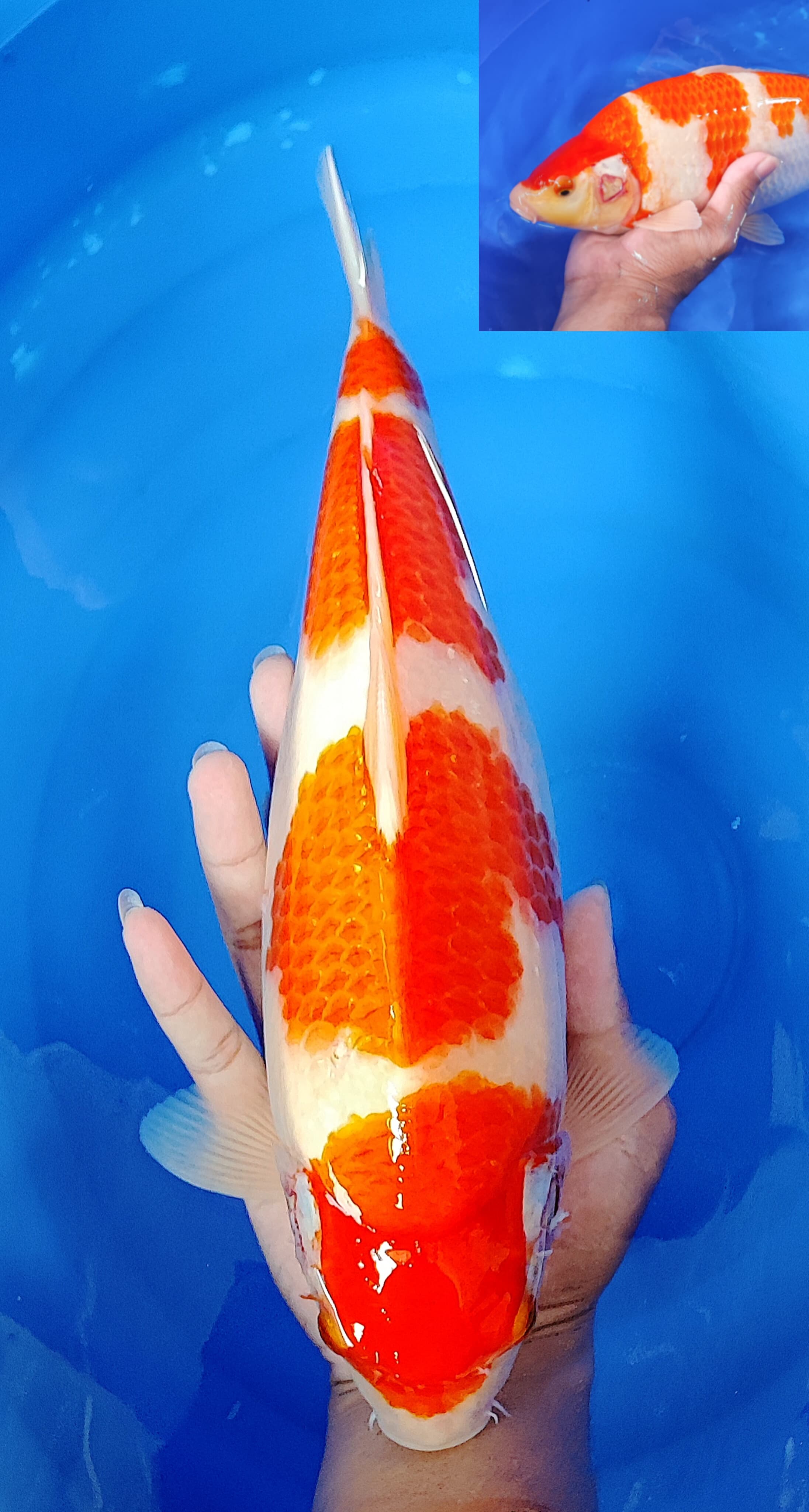 KOHAKU AKF 35cm