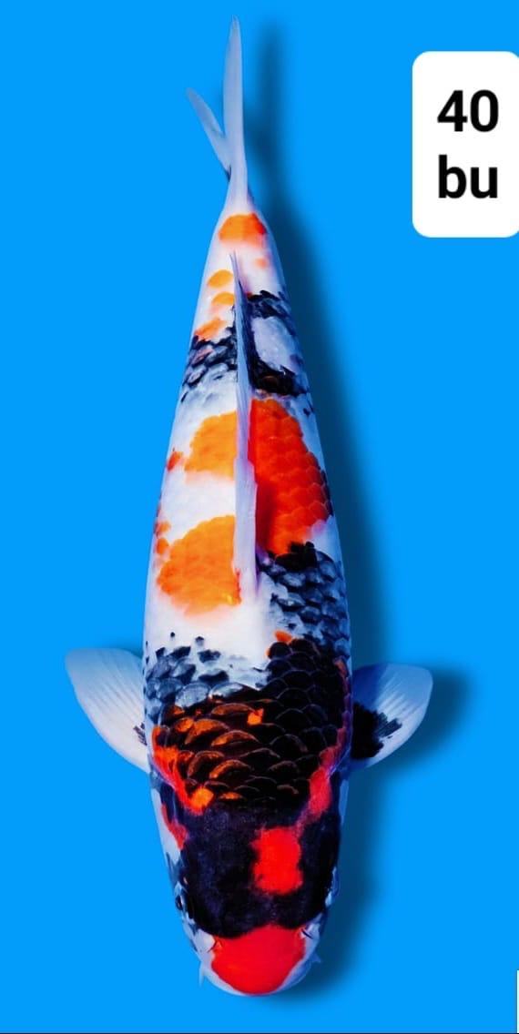 SHOWA BLOODLINE ISA 40cm