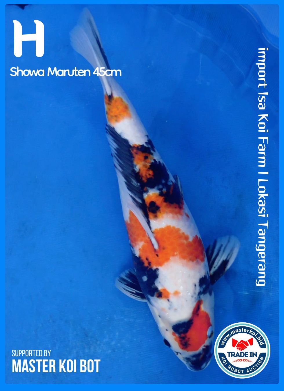 SHOWA MARUTEN 45cm