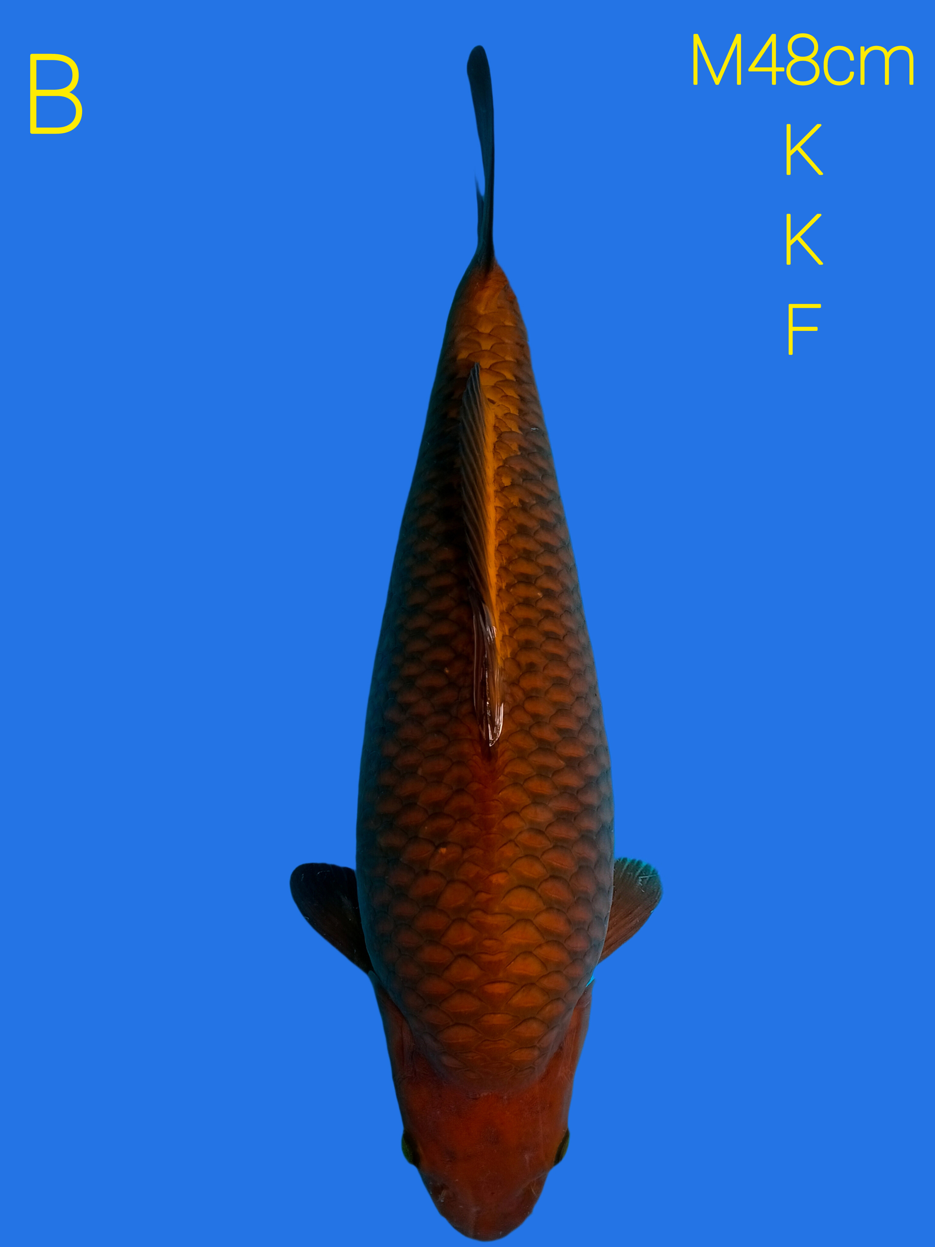 CAGOI TEMBANG KHUSNUL KOI FARM 48cm