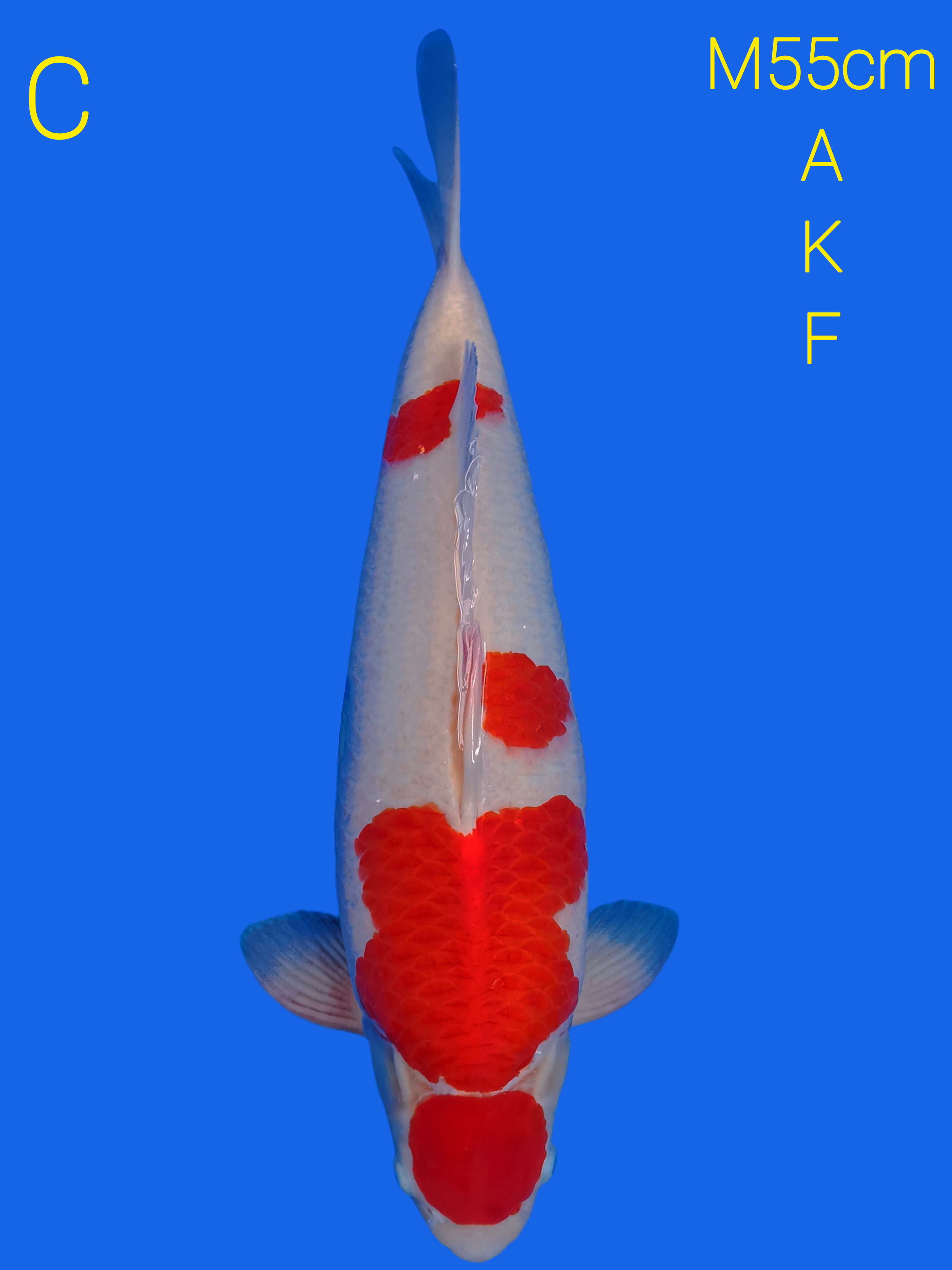MARUTEN KOHAKU AKF 55cm