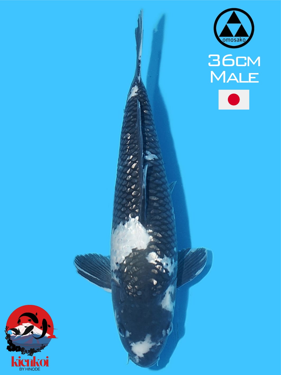 SHIRO GINRIN OMOSAKO KOI FARM 36cm