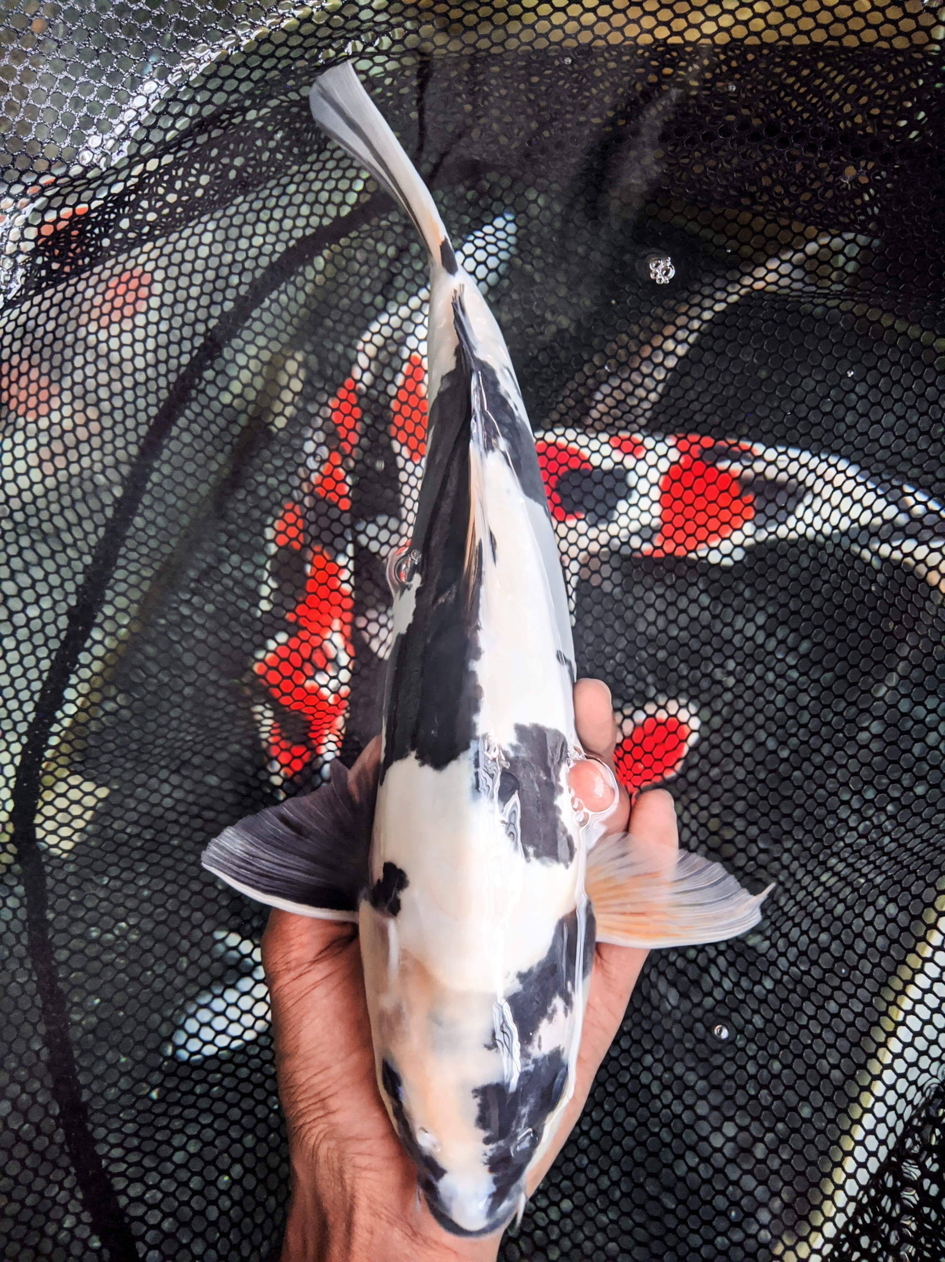 SIRODOITSUMURNI35cm