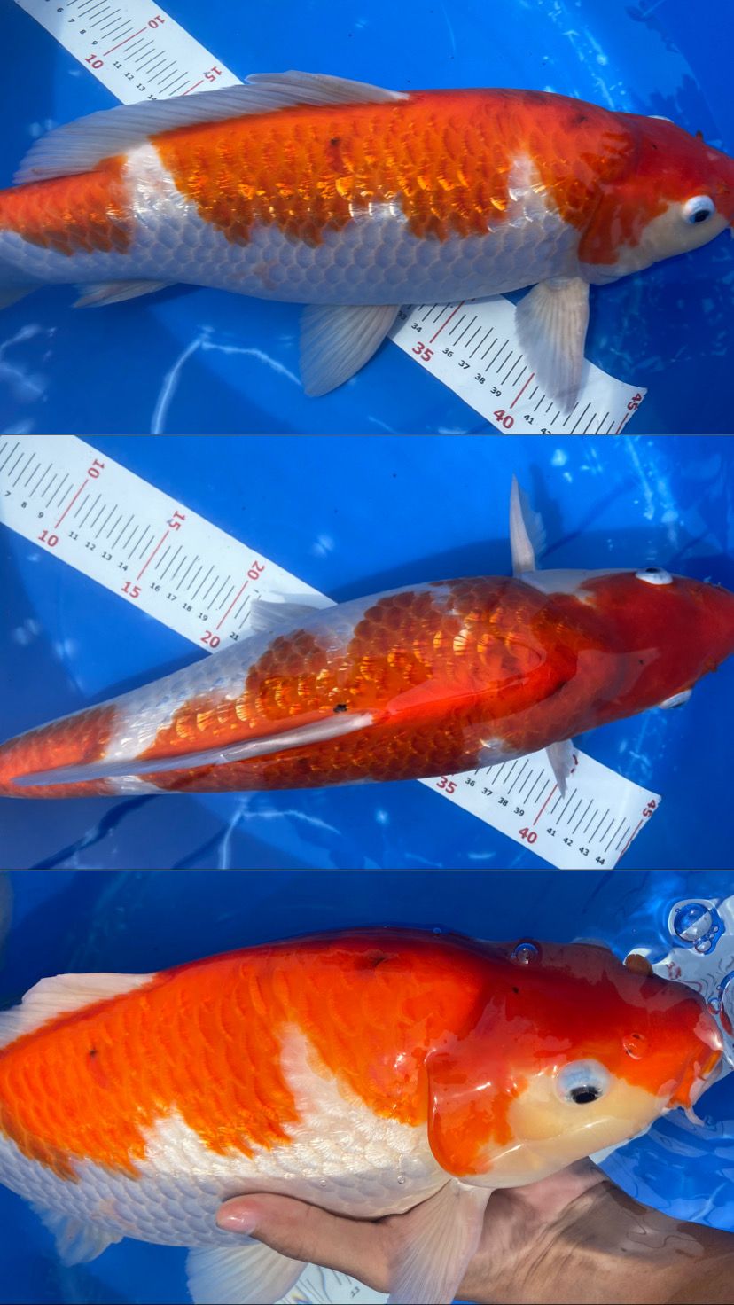 KOHAKU GINDRINBULKY PUNUK TINGGI 46cm