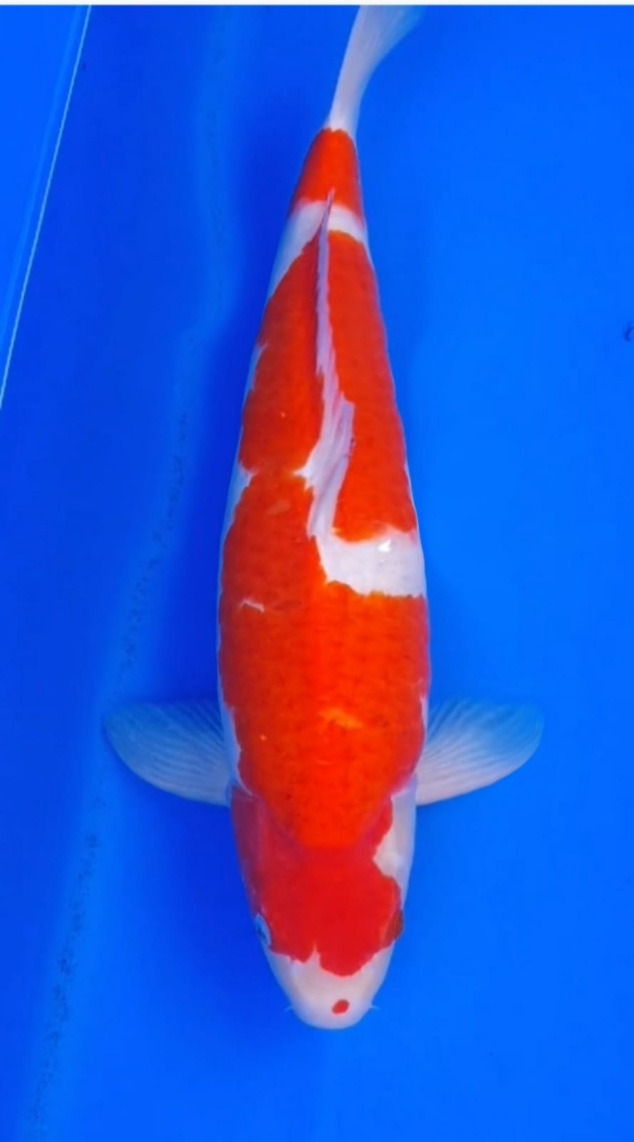 KOHAKU GOOD PATRENT BODY TEBAL JANTAN 50cm