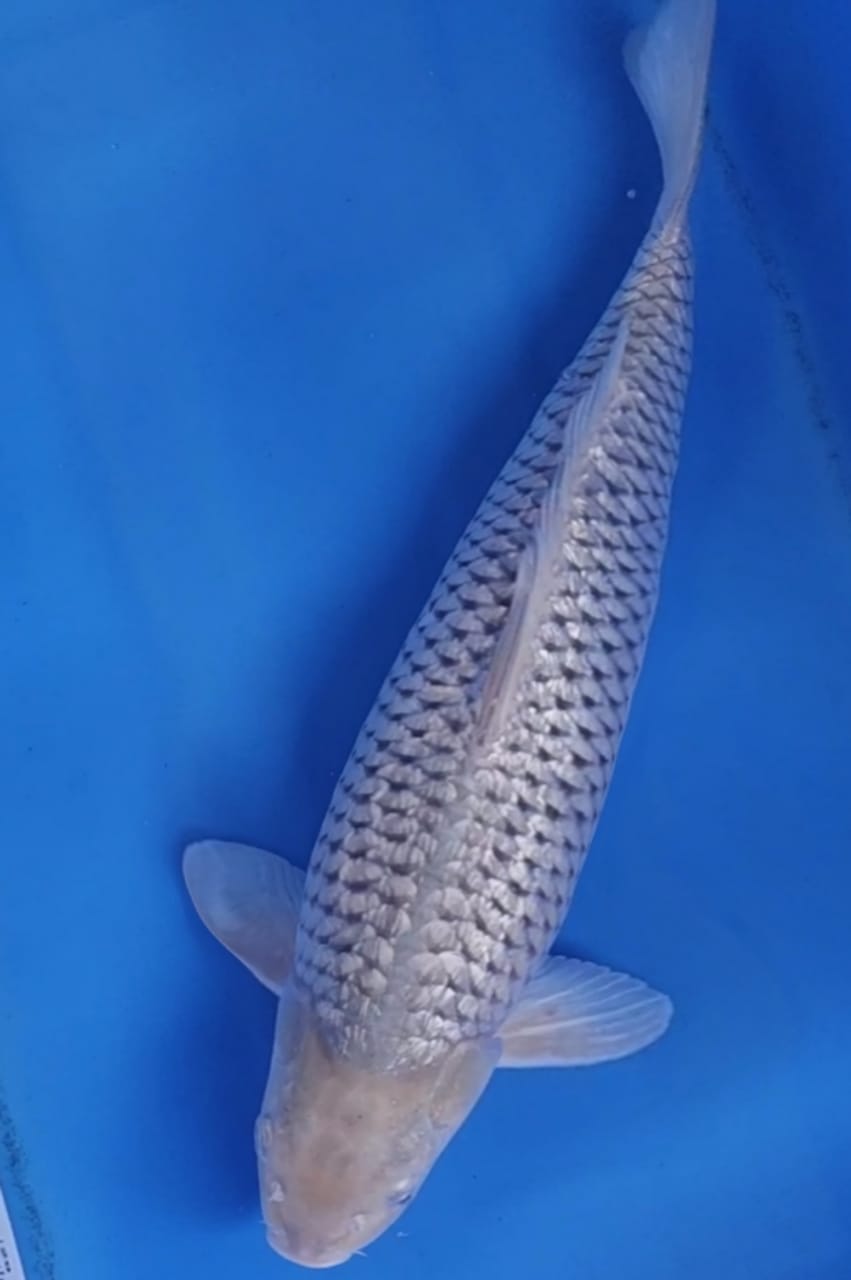 SHORAGOI GINRIN GOOD PATRENT BODY TEBAL JANTAN 57cm