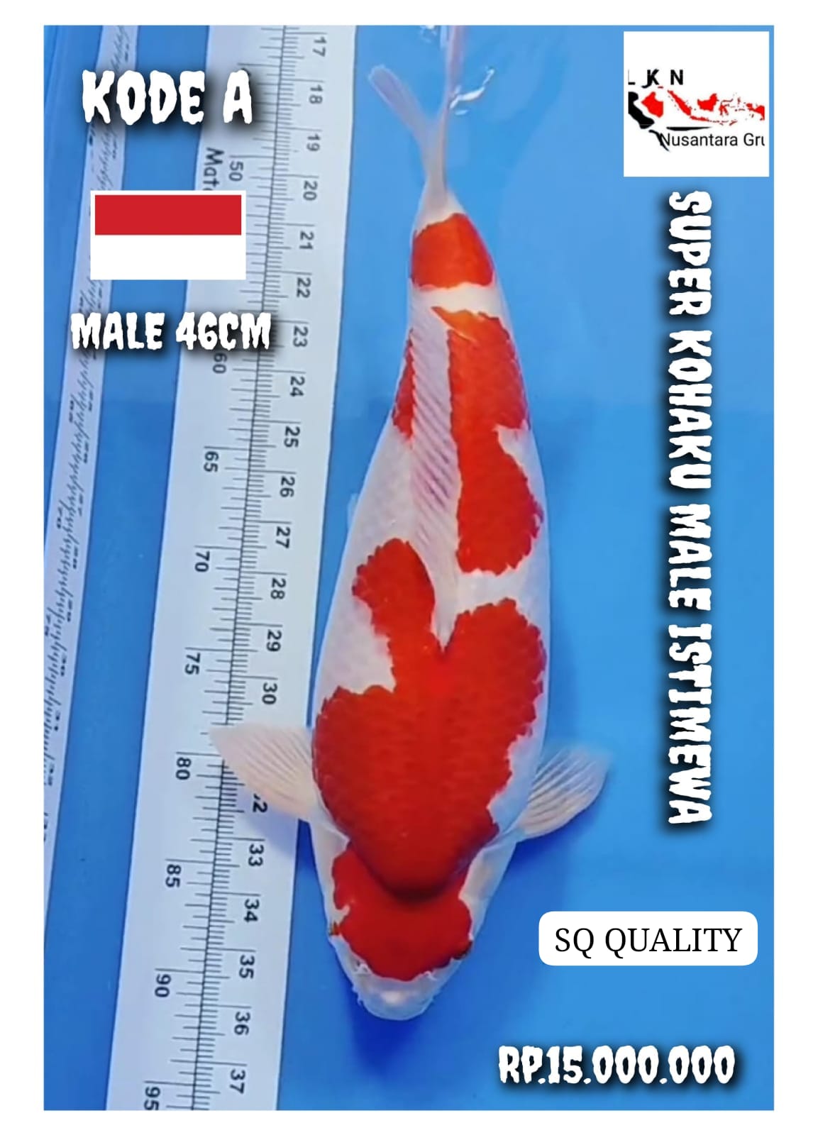 SUPER KOHAKU SHOW QUALITY MALE ISTIMEWA IKAN KELAS SULTAN LOKASI MADIUN 46cm