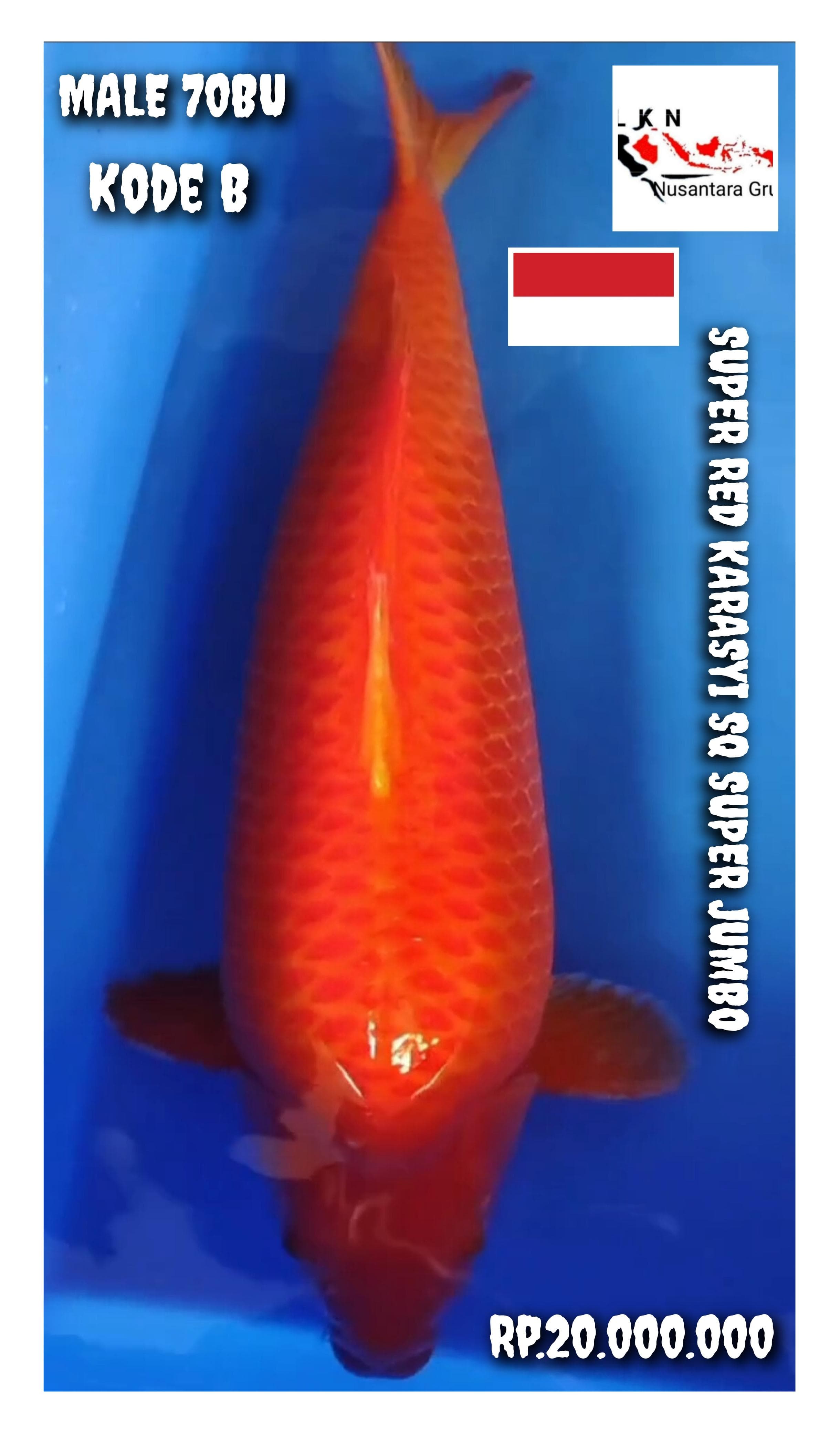SUPER RED KARASYI SHOW QUALITY SUPER JUMBO MALE ISTIMEWA LOKASI MADIUN 70BU 67cm