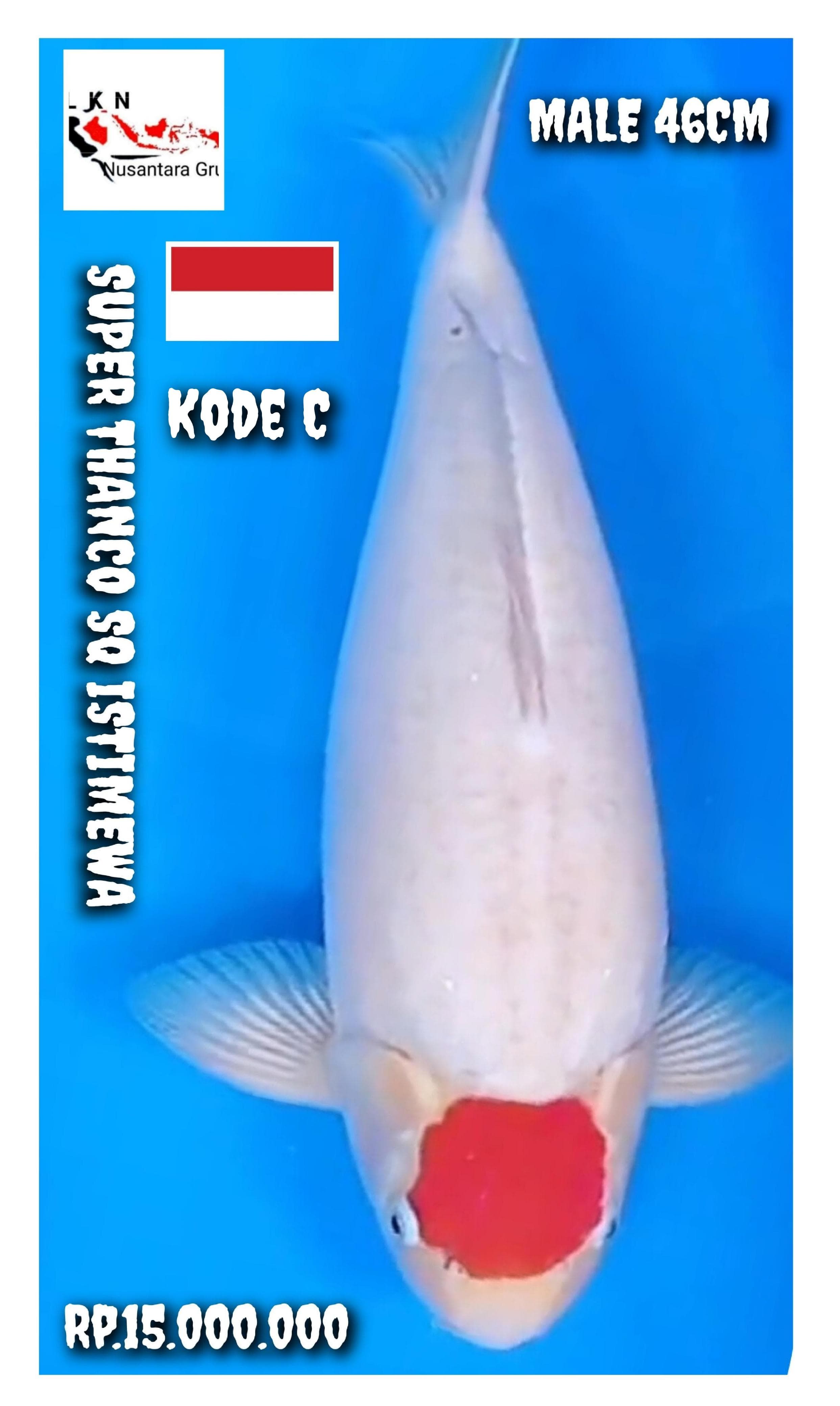SUPER THANCO KOHAKU SHOW QUALITY MALE IKAN KELAS SULTAN LOKASI MADIUN 46cm