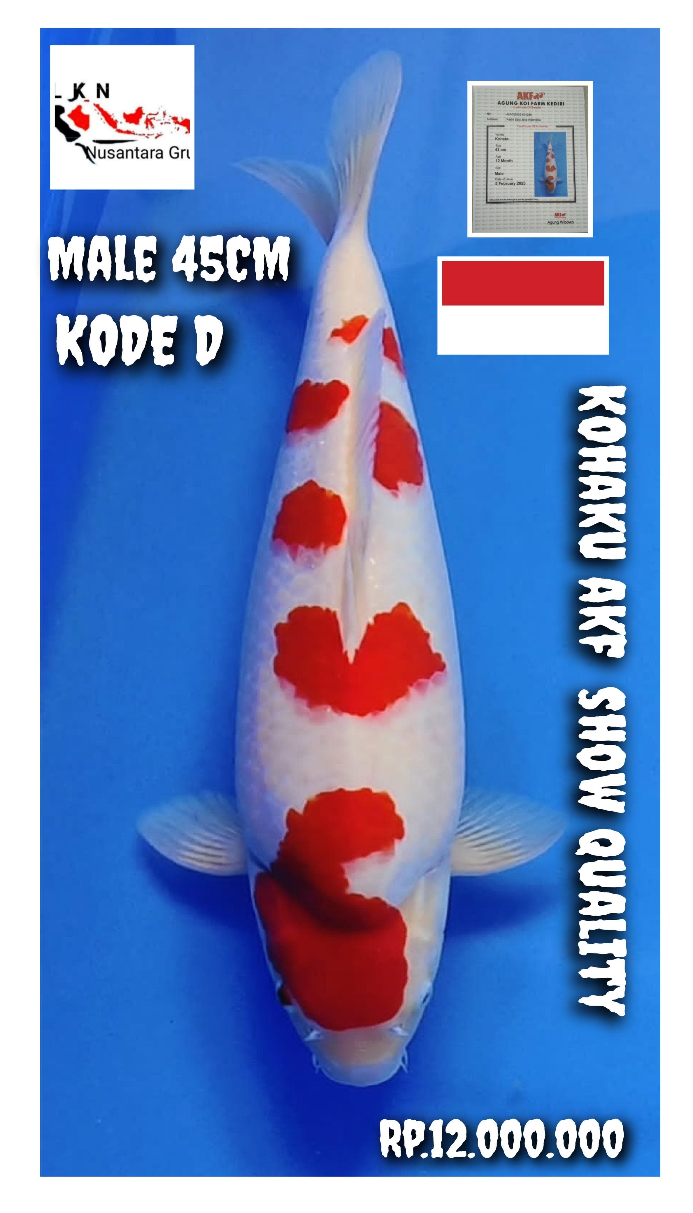 SUPER KOHAKU AKF SHOW QUALITY SQ ISTIMEWA MALE LOKASI MADIUN 45cm