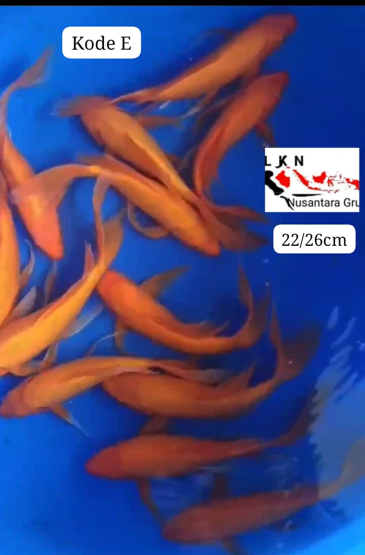 PKT 13 EKOR BENIGOI SLAYER TEMBUS PERUT CALON PENARI KOLAM SULTAN LOKASI BKC 2226cm