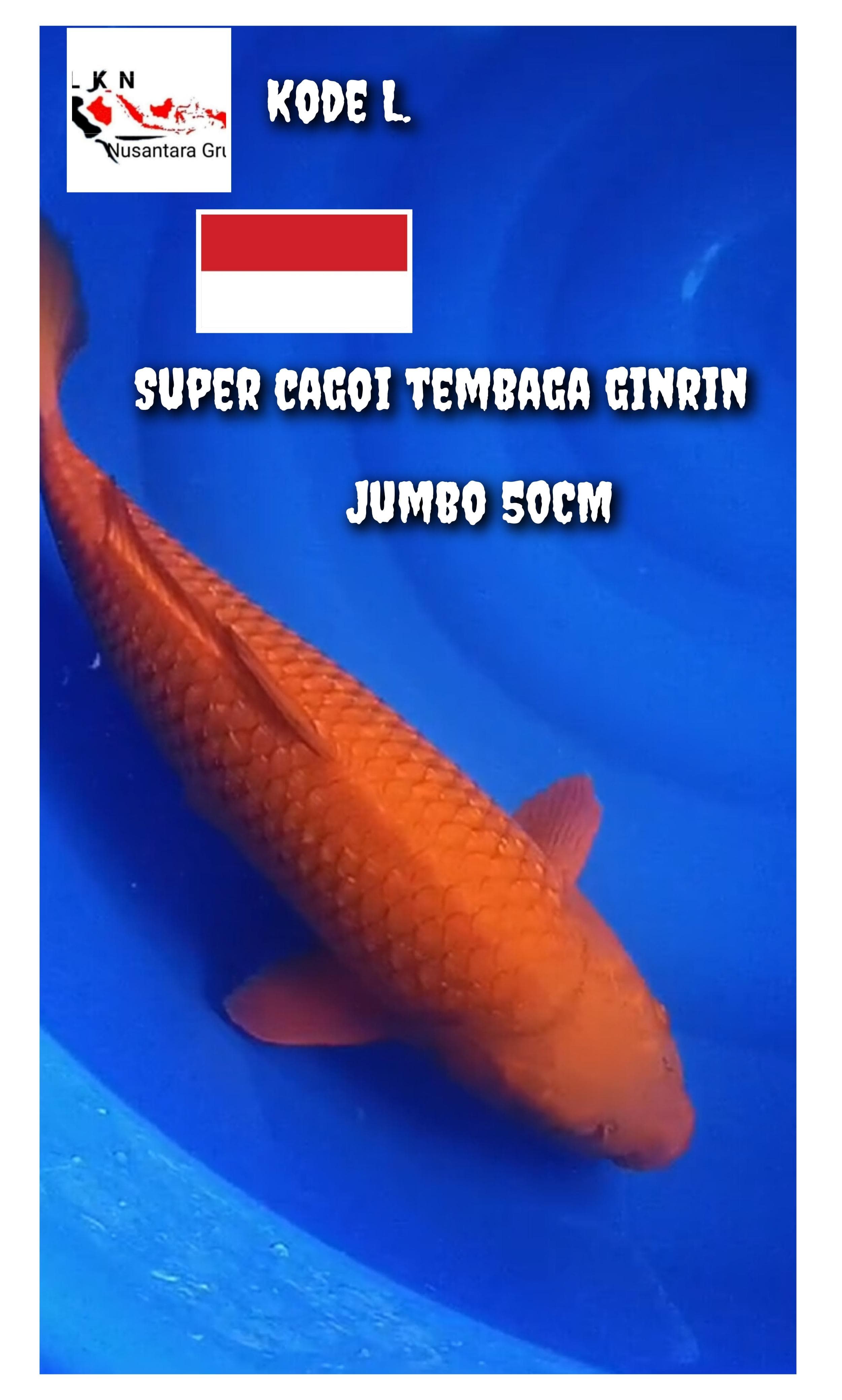 SUPER CAGOI TEMBAGA GINRIN JUMBO PENJINAK KOLAM LOKASI BKC BOJONEGORO KOI CENTRE 50cm